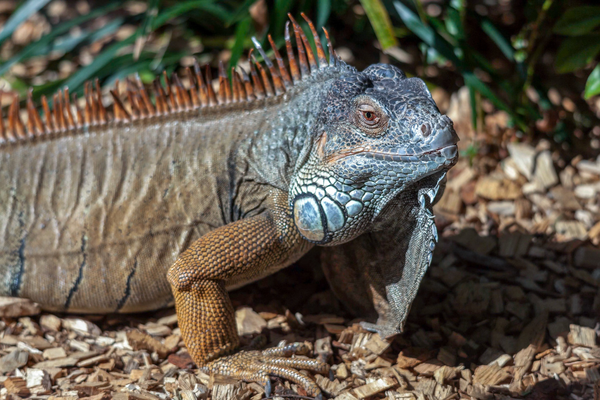 Iguana at Loro Parque Zoo