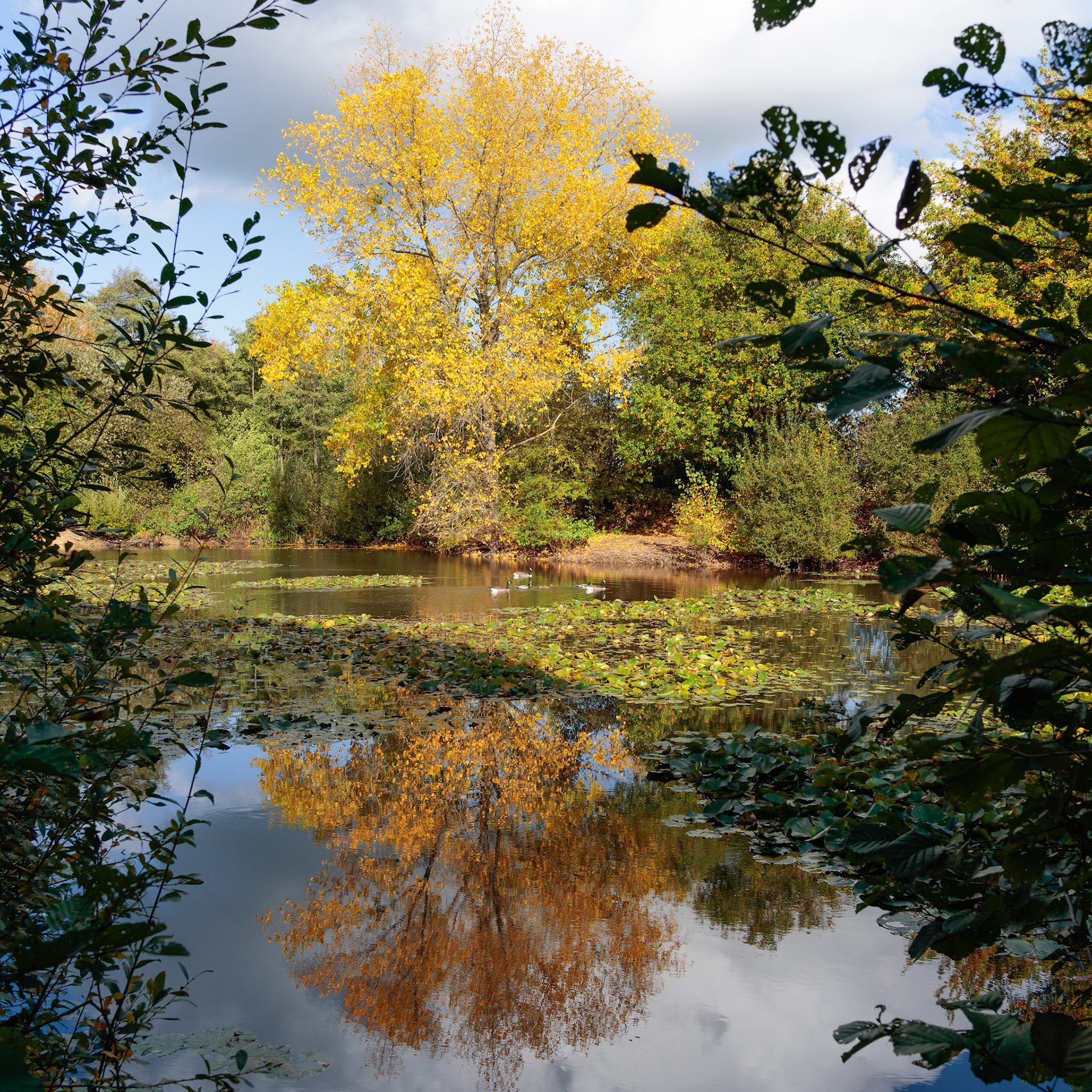 Reflections on a sunny autumn day at a lake in Surrey