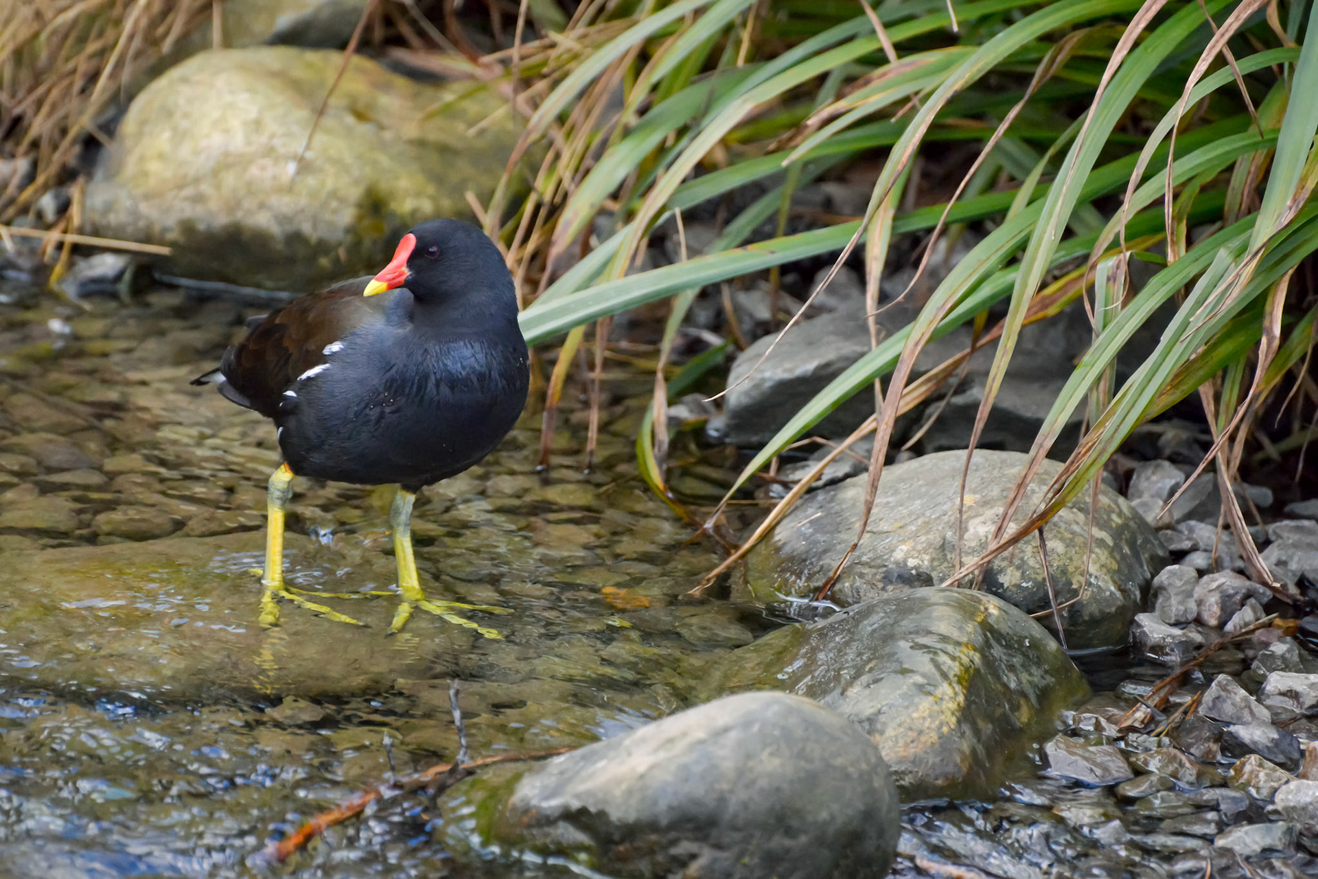 Common Moorhen (Gallinula chloropus)