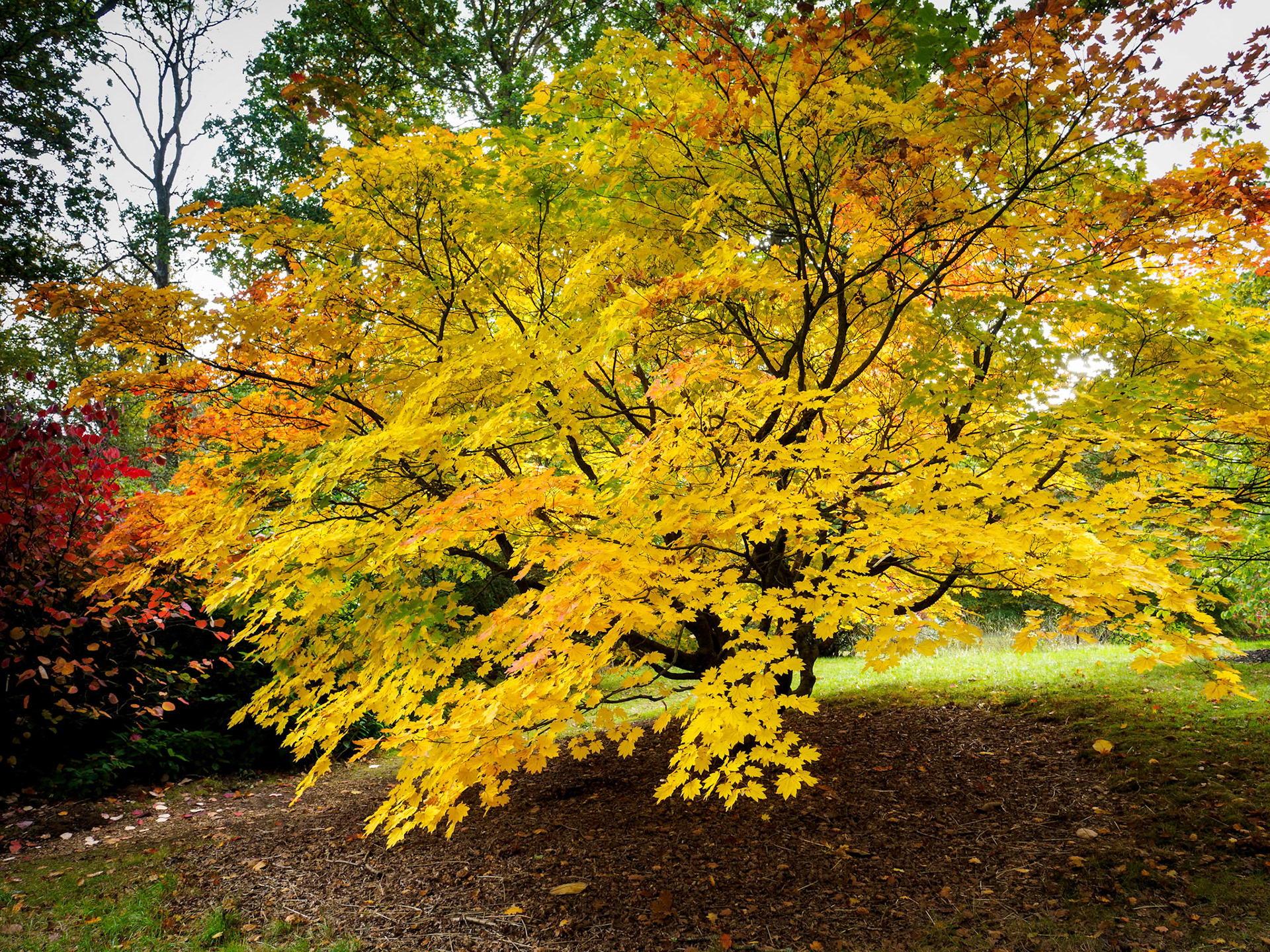 Acer Soccharinum Tree in Autumn