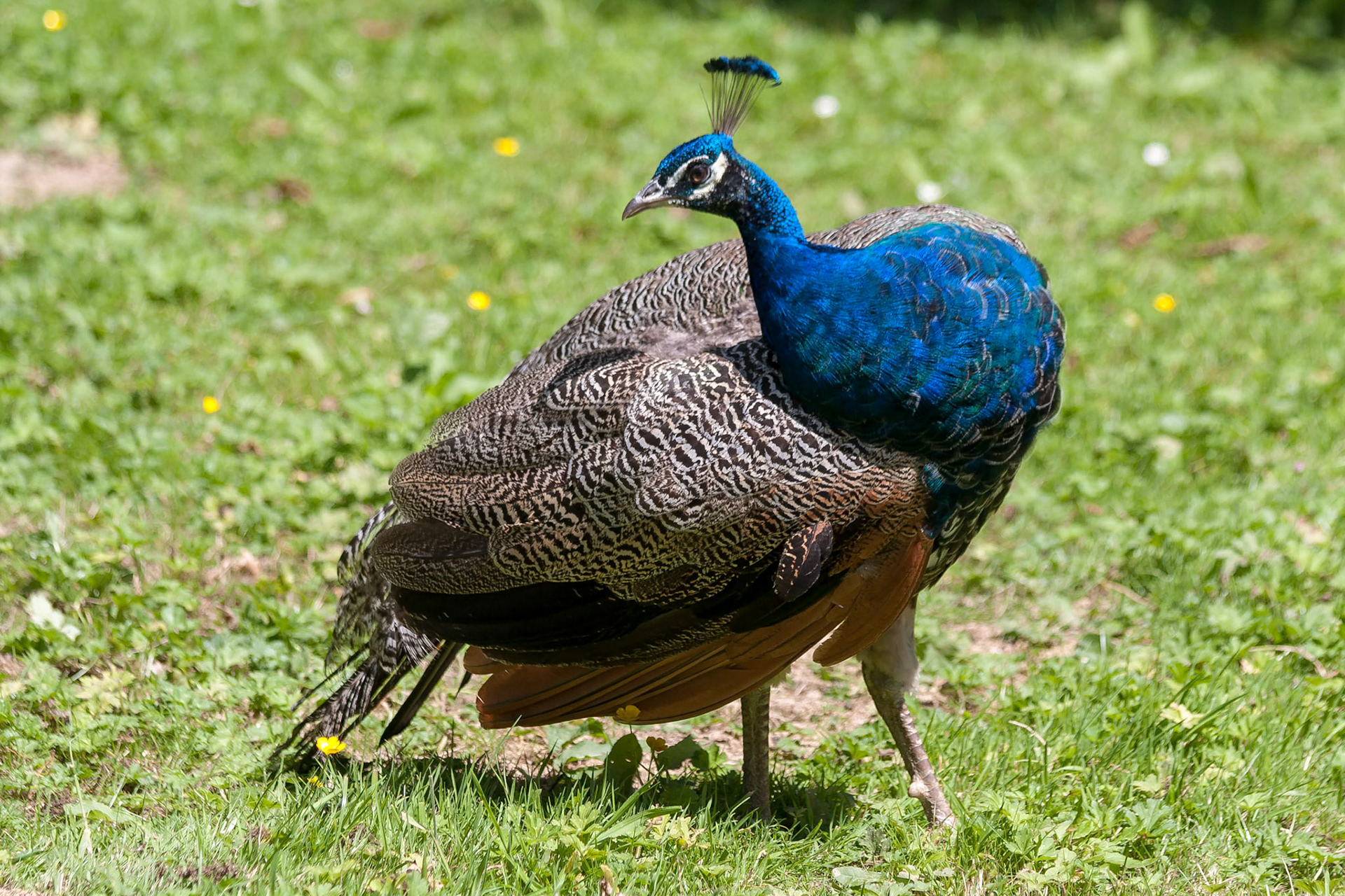 Peacock (Pavo cristatus)