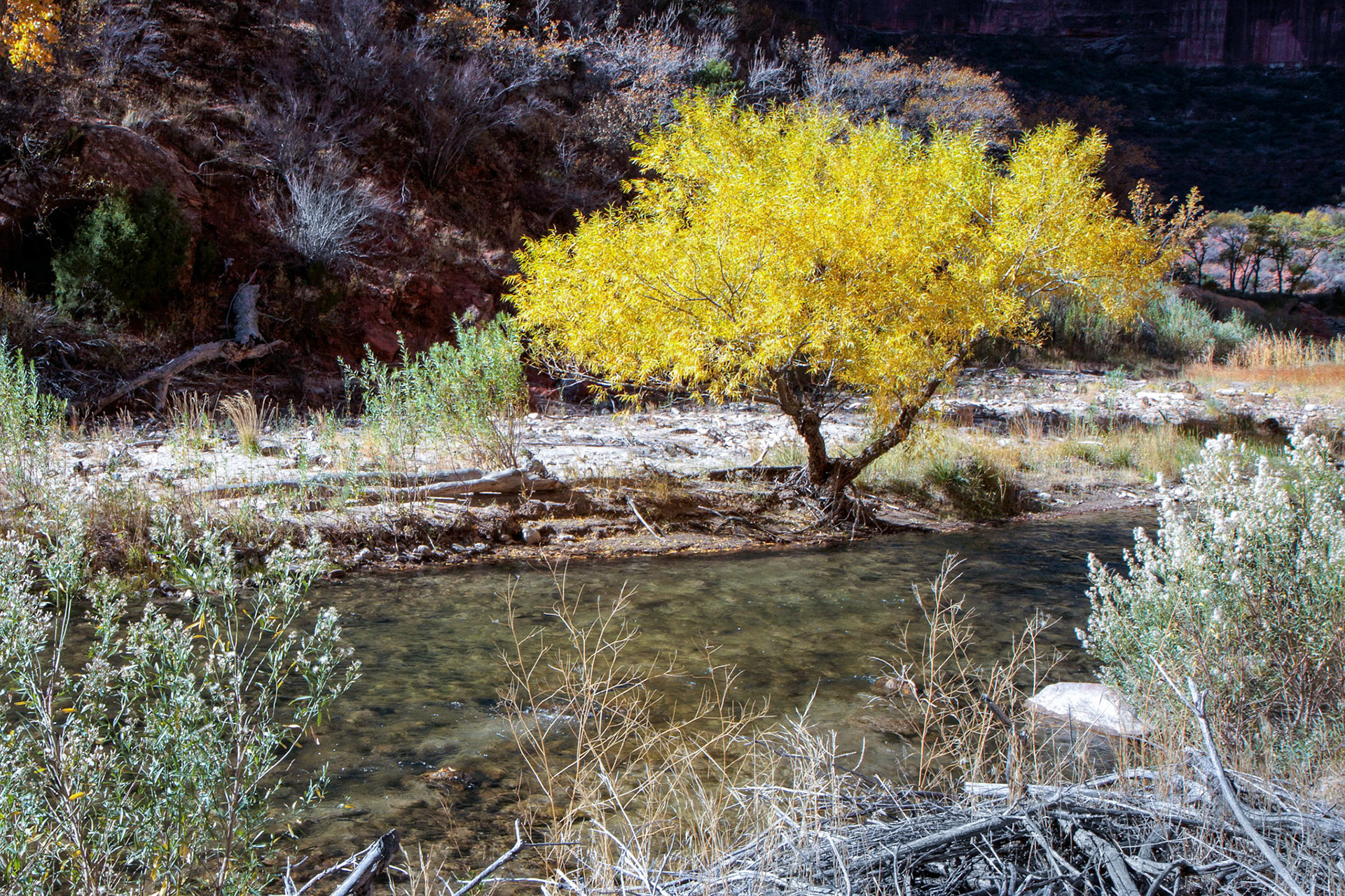 Cottonwood Tree on the Banks of the Virgin River