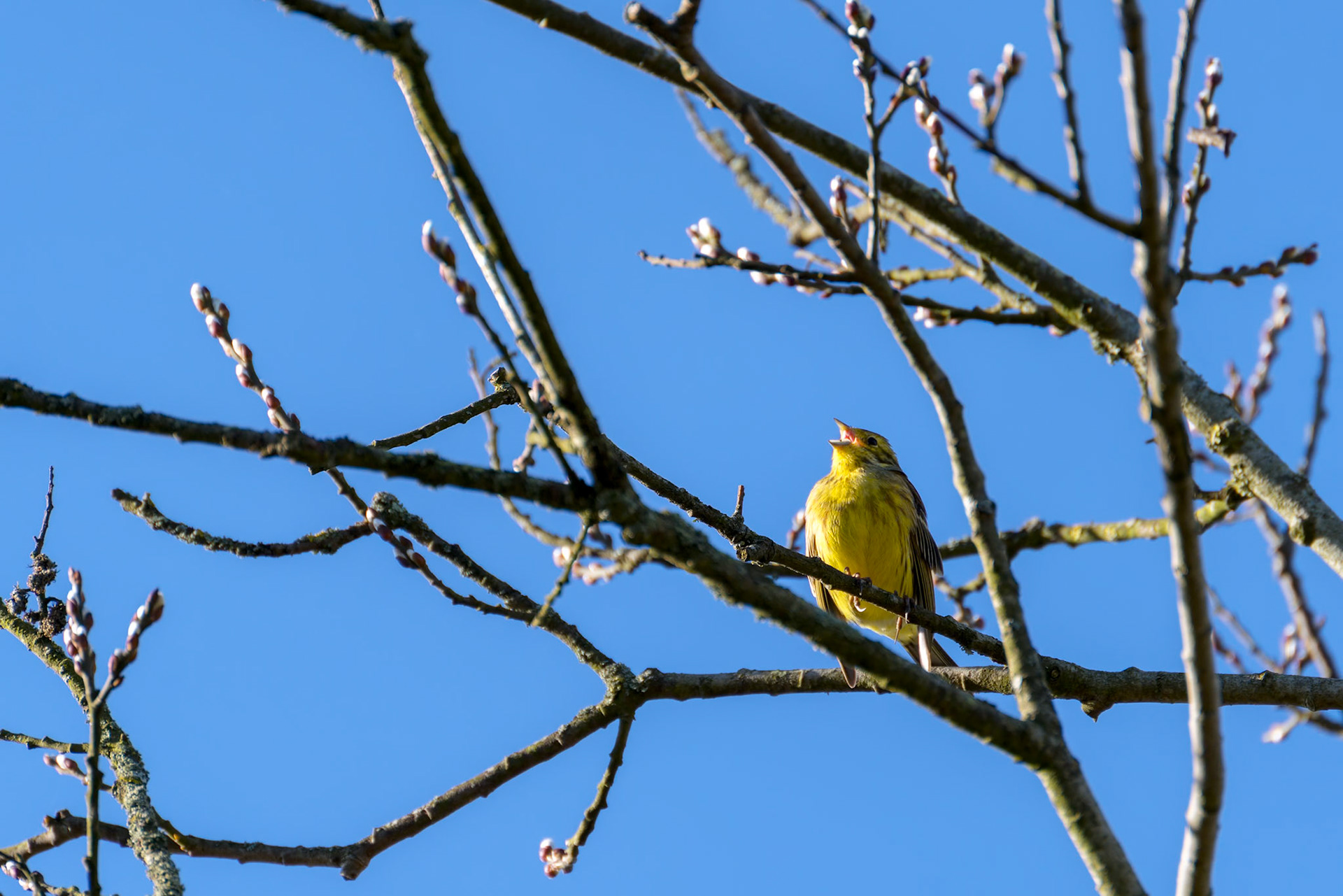 Yellowhammer (Emberiza citrinella) enjoying the winter sunshine
