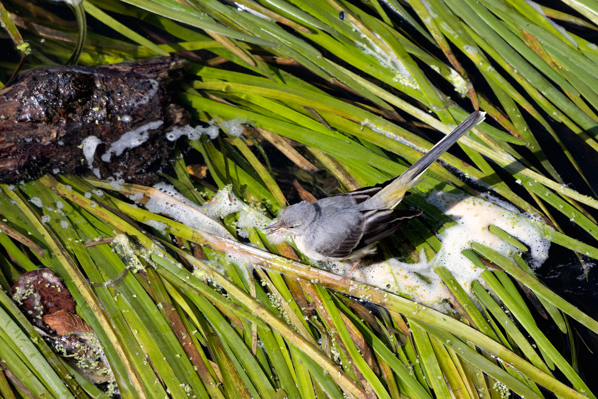 Juvenile Yellow Wagtail (Motacilla flava) walking on green leaves on the River Rother in Midhurst