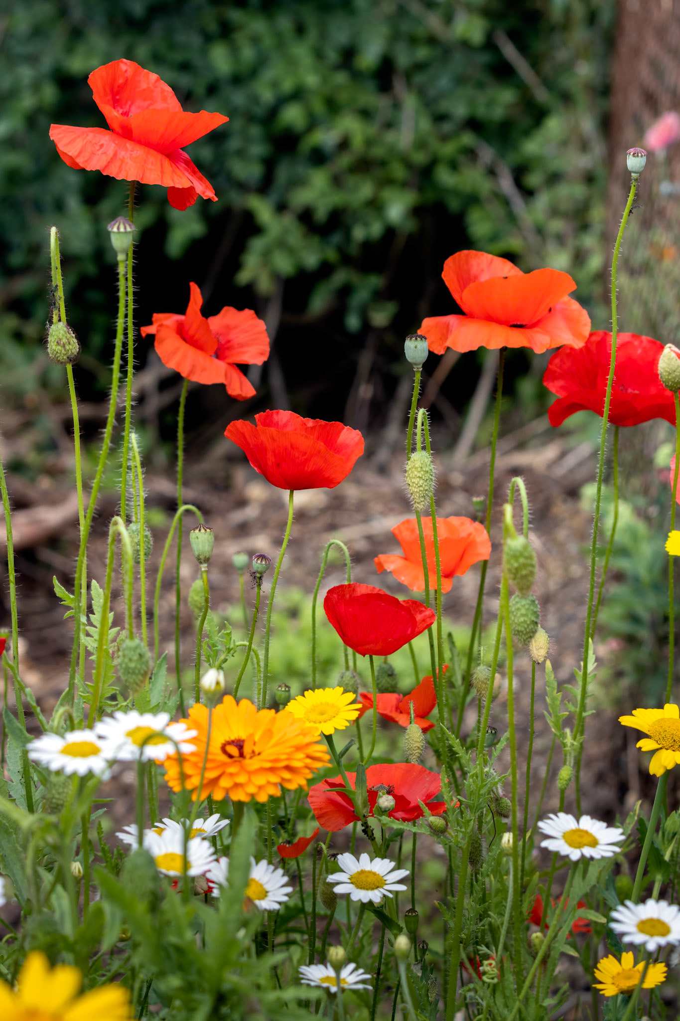 Poppies flowering in a strip of wildflowers in East Grinstead