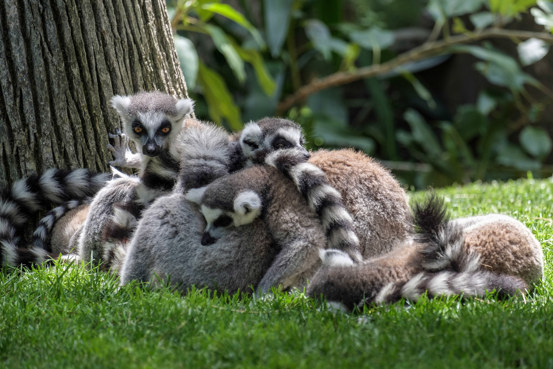 Ring-tailed Lemurs (Lemur catta) at the Bioparc in Fuengirola