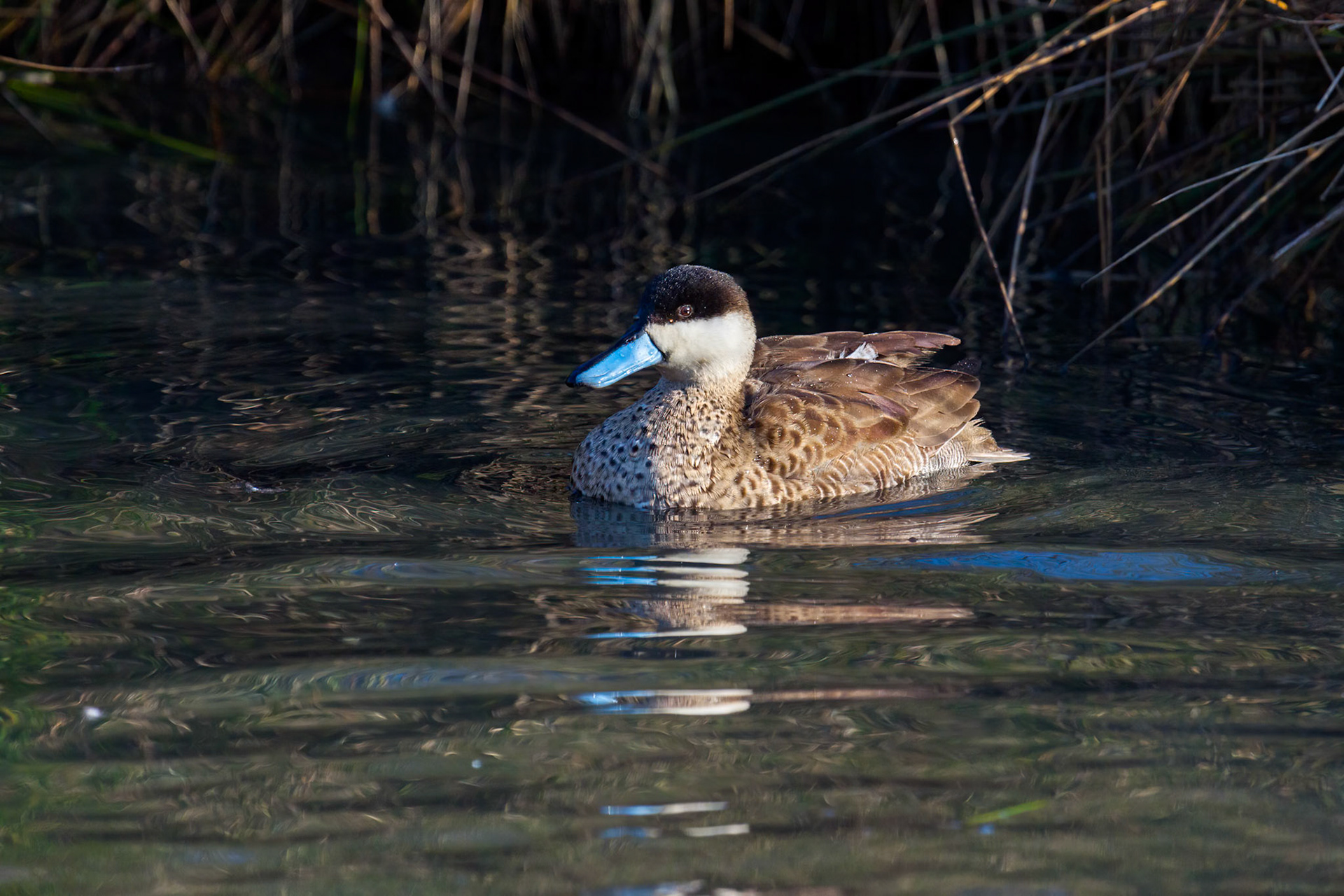 Ringed Teal (Callonetta leucophrys) swimming across a lake in London