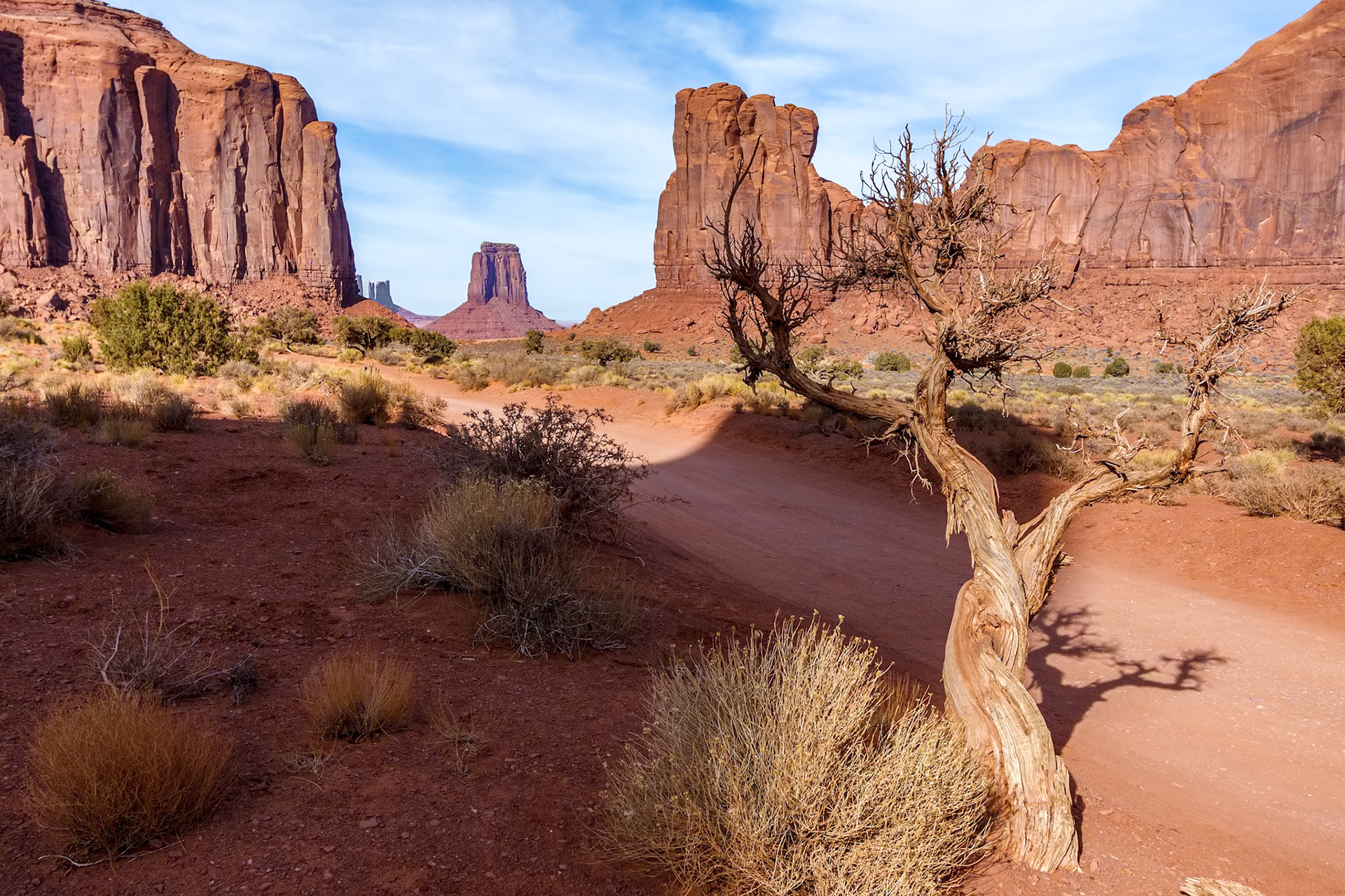 Dead Tree in Monument Valley Utah