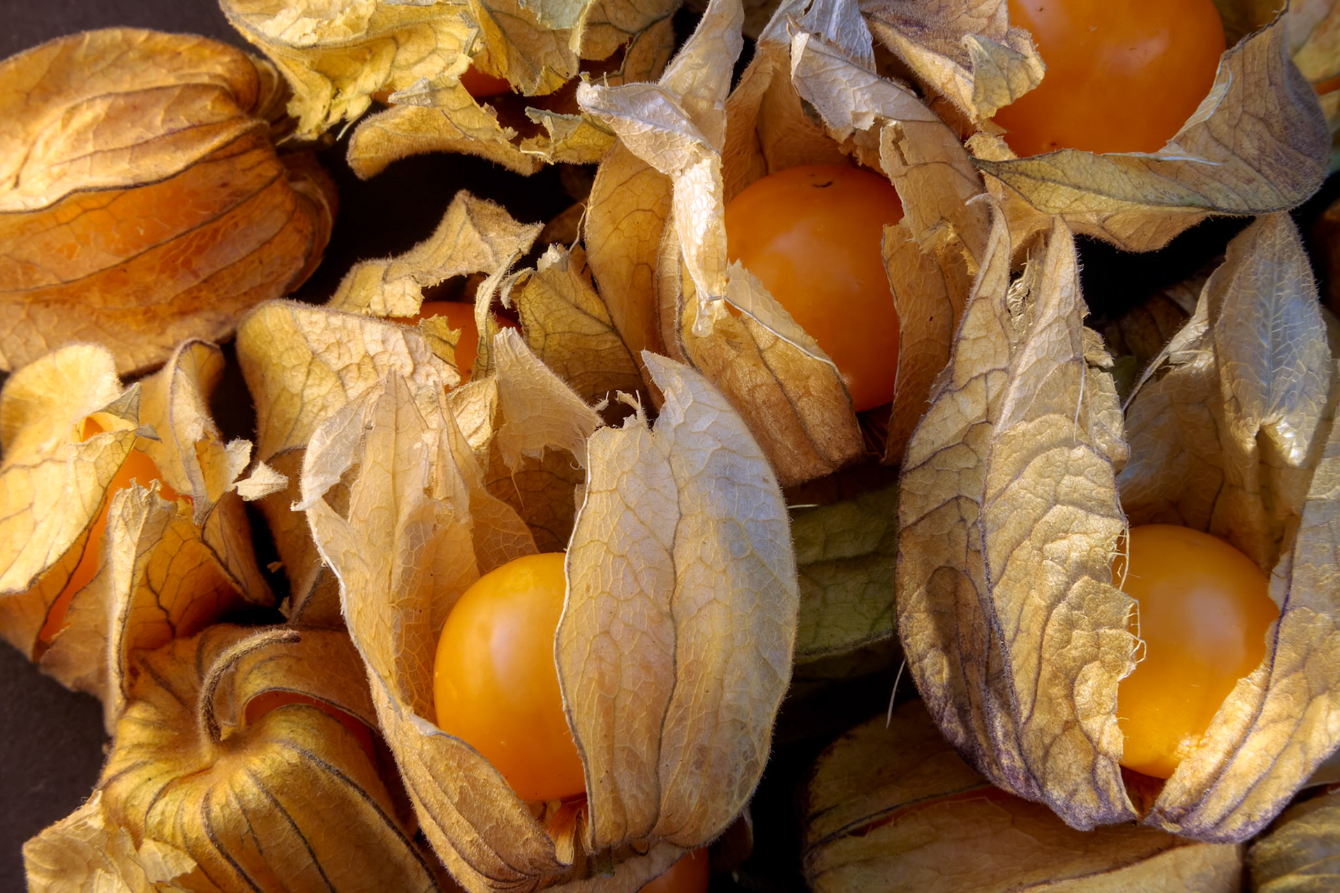 Cape Gooseberries or Ground Cherry (physalis peruviana)