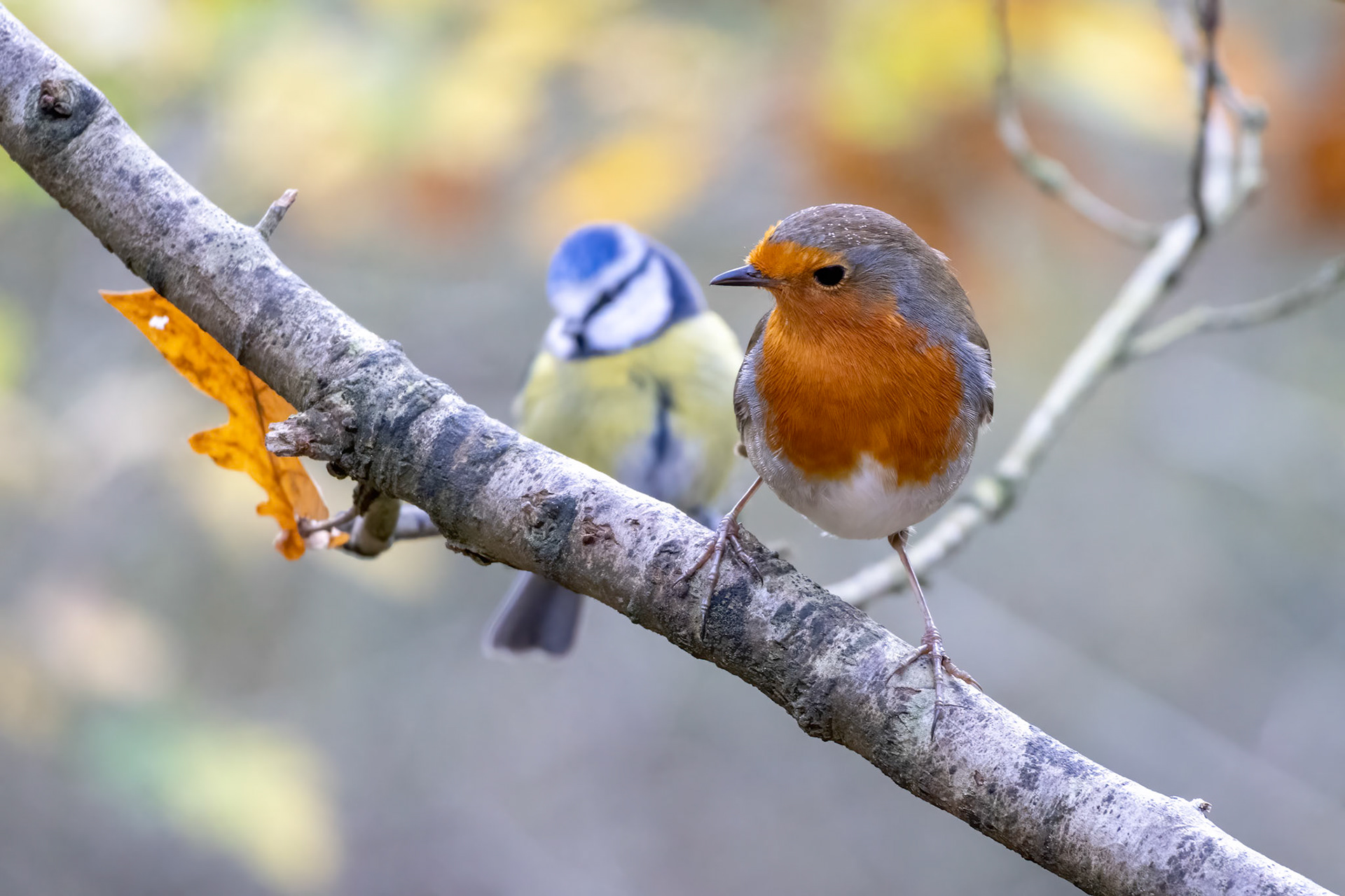 Robin looking alert perched on a tree on an autumn day with a Bluetit behind