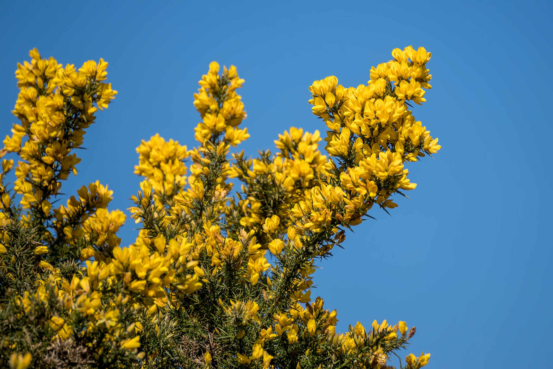 Common Gorse (Ulex europaeus) bursting into flower in springtime