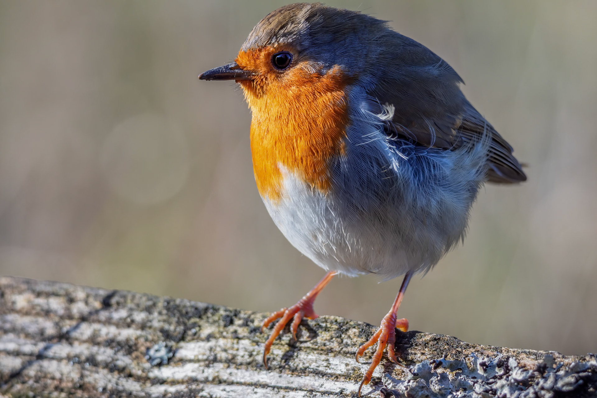 Robin standing on a log in the autumn sunshine