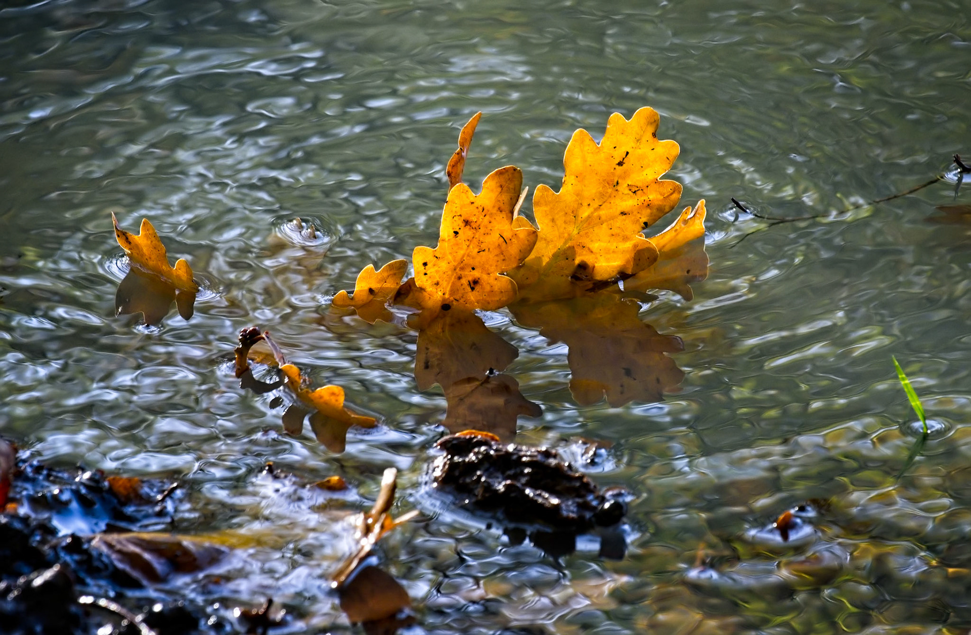 Fallen Oak leaves in a pond in illuminated by the autumn sunshine