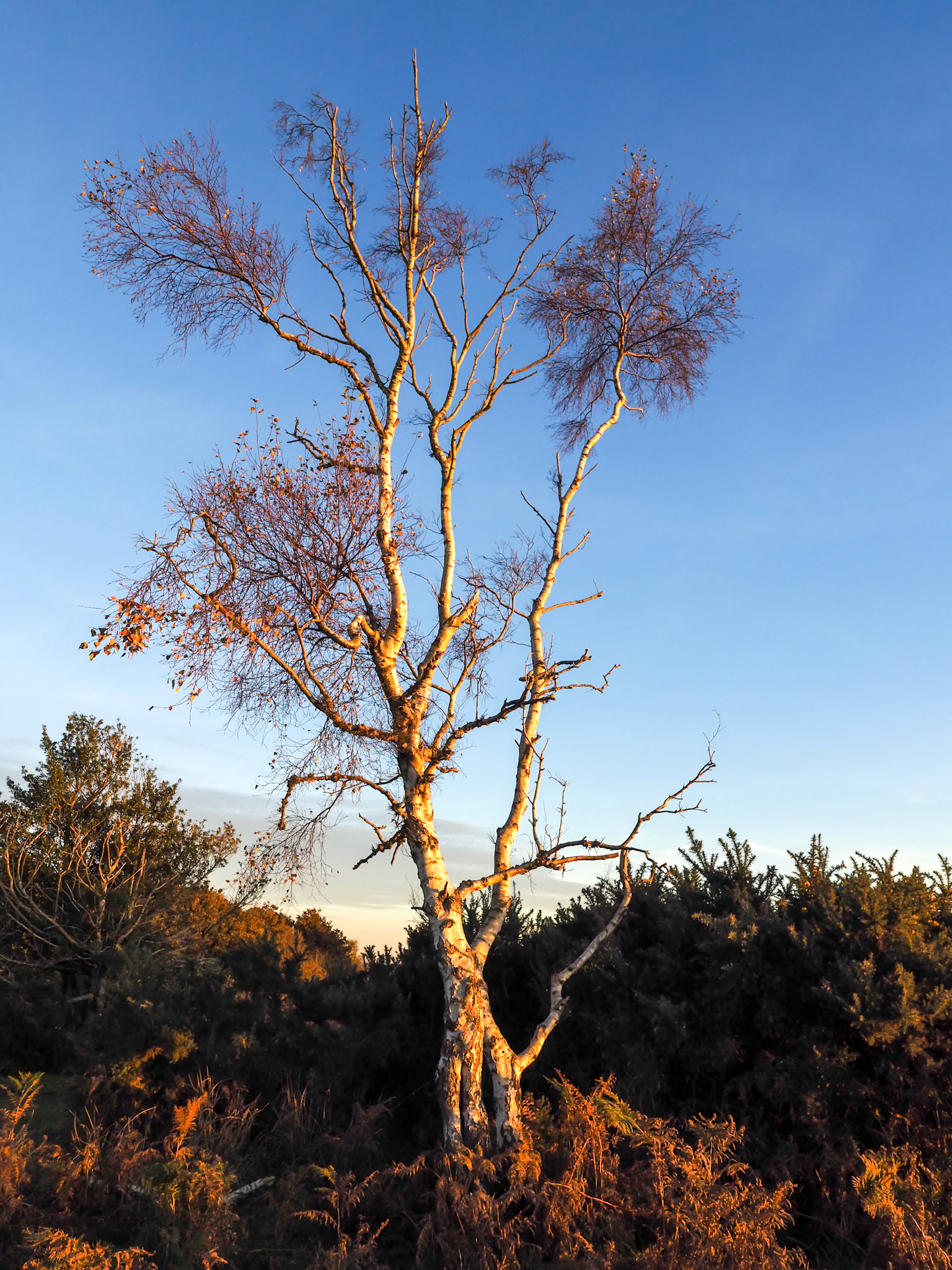 Sunlit Silver Birch Tree in the Ashdown Forest