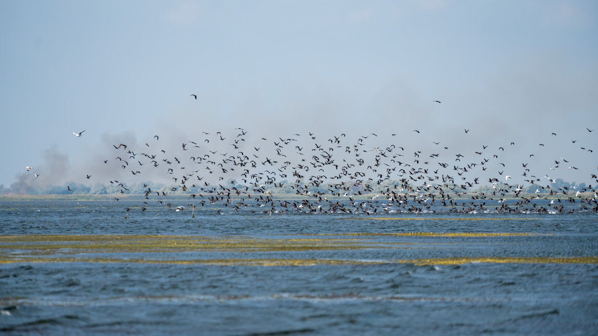 Great Cormorants (phalacrocorax carbo) in flight in the Danube Delta