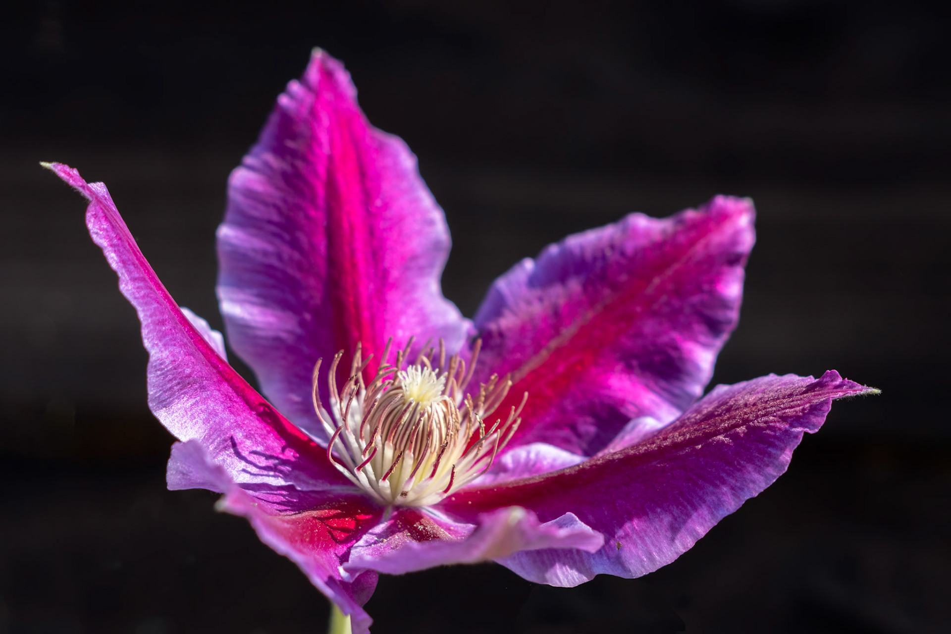 Pink Clematis blooming in the summer sunshine