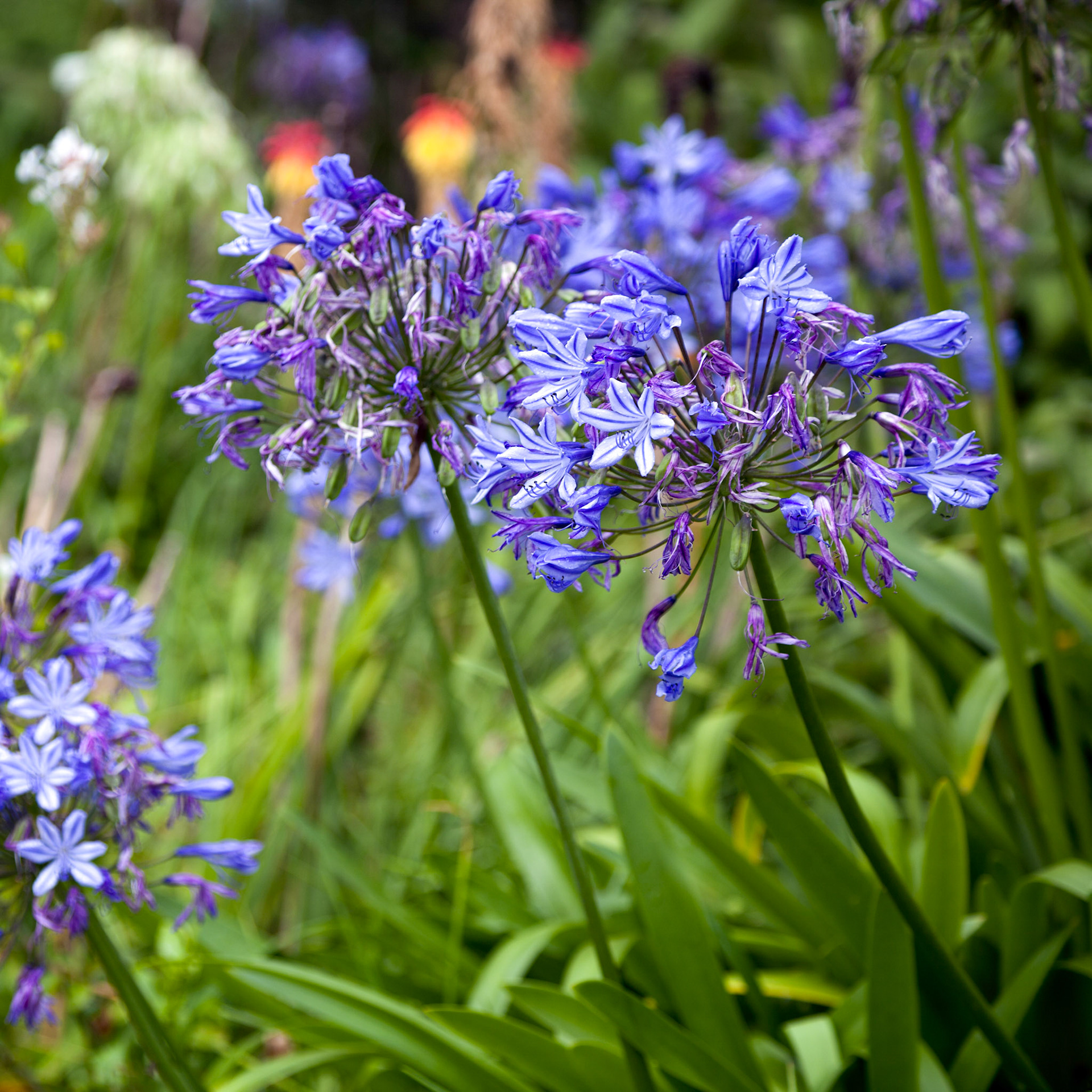Vivid Blue Agapanthus (africanus) past its best