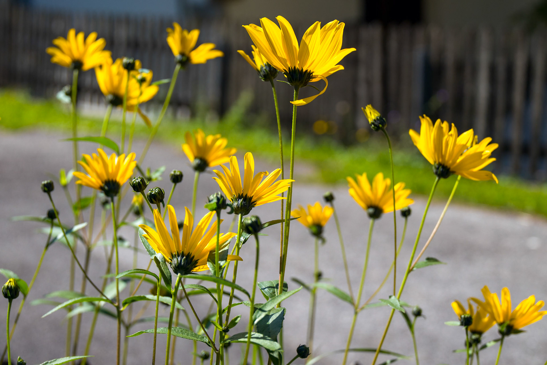Black-eyed Susan flowers blooming in a garden in Cortina d'Ampezzo