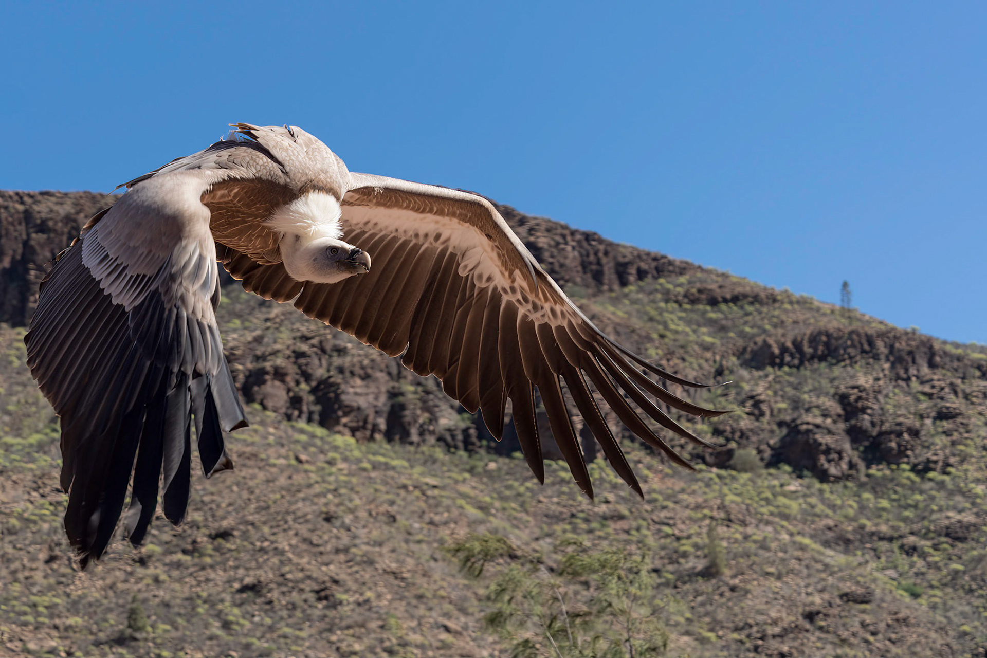 MASPALOMAS, GRAN CANARIA, SPAIN - MARCH 8 : Eurasian Griffon Vulture in flight at Palmitos Park, Maspalomas, Gran Canaria, Canary Islands, Spain on Ma