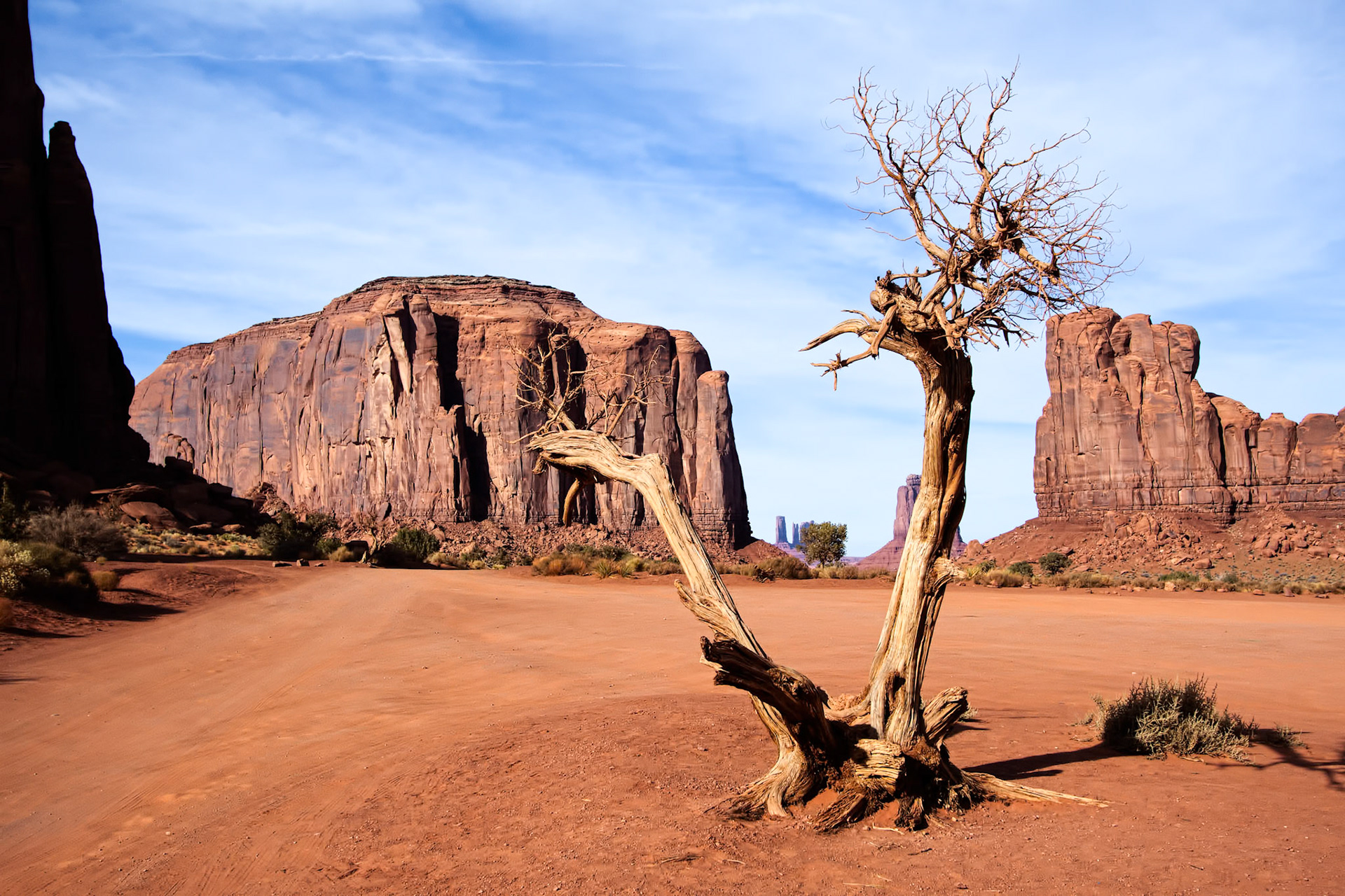 Dead Tree in Monument Valley Utah USA