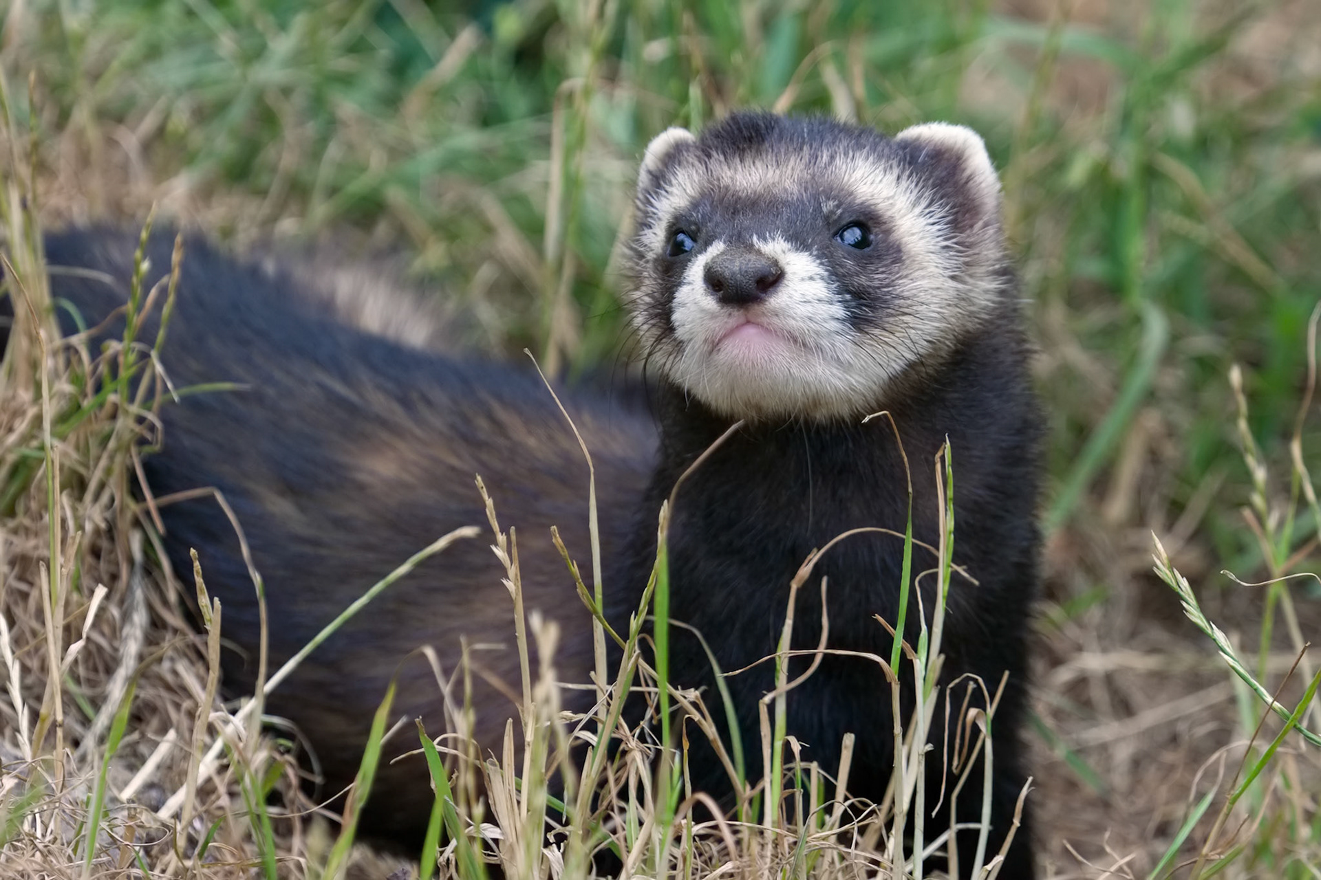 Polecat-coloured Ferret