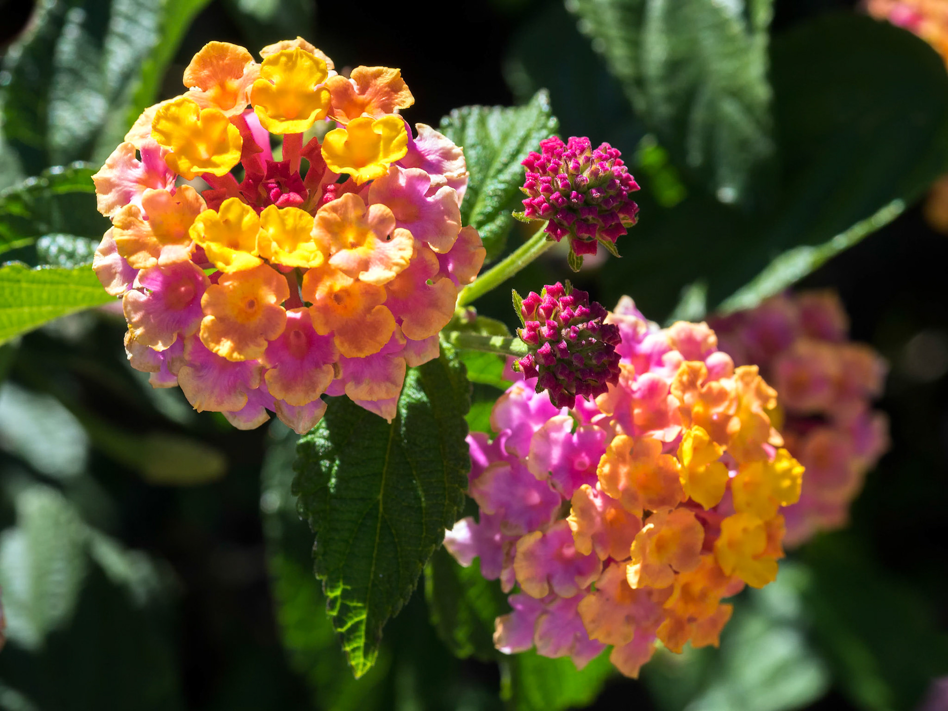Lantana Camara Shrub in Marbella Spain