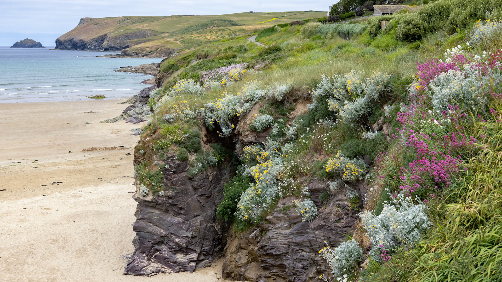 Various wildflowers growing on the cliff edge in Polzeath Cornwall