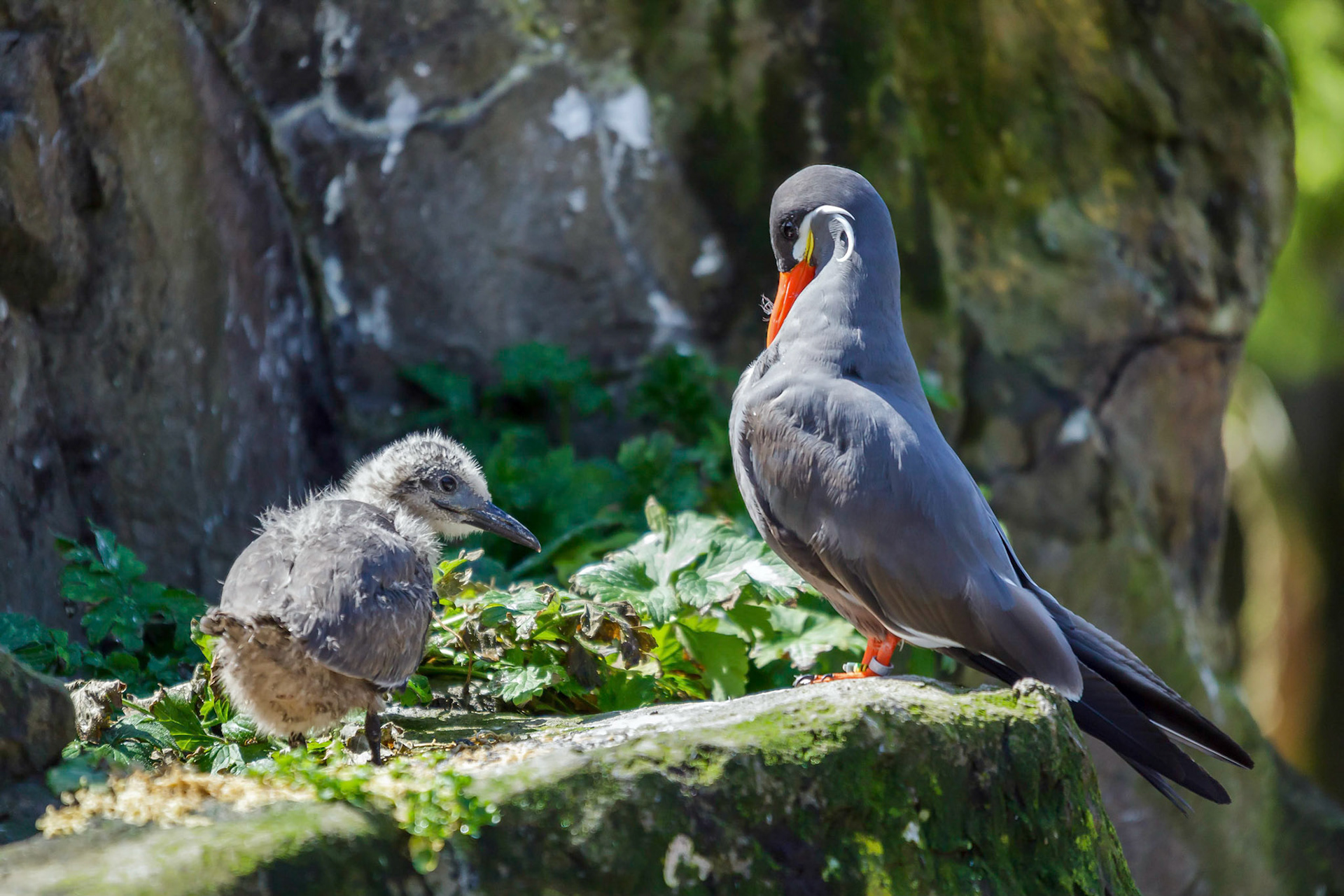 Inca Tern (Larosterna inca) and Chick