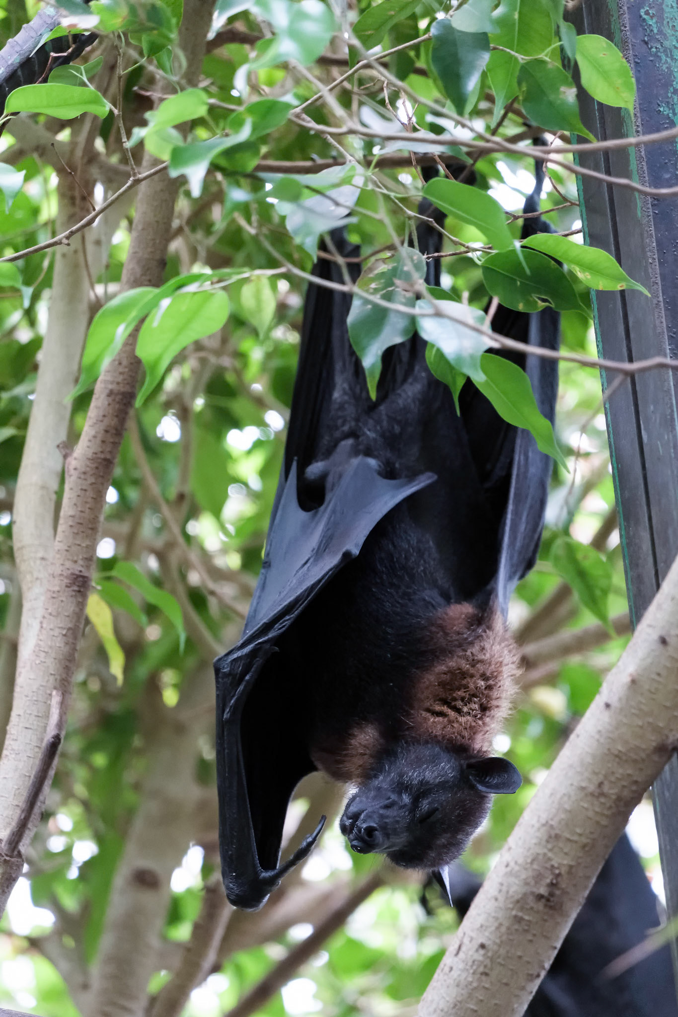 Flying Fox Bat (Pteropus) Asleep at the Bioparc in Fuengirola