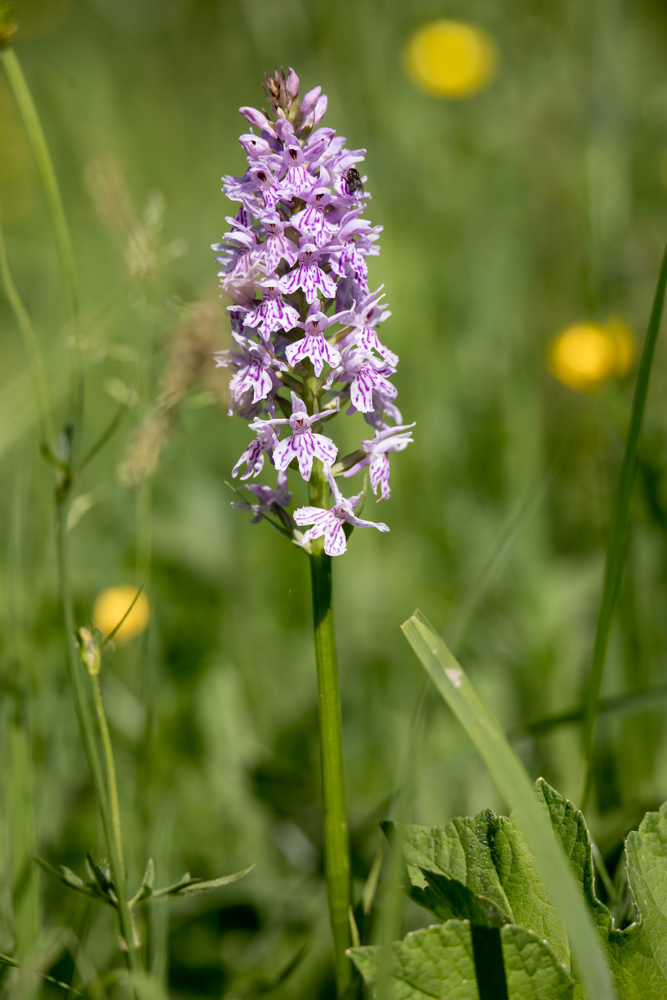 A Common Spotted Orchid, (Dactylorhiza fuchsii) flower spike near Ardingly