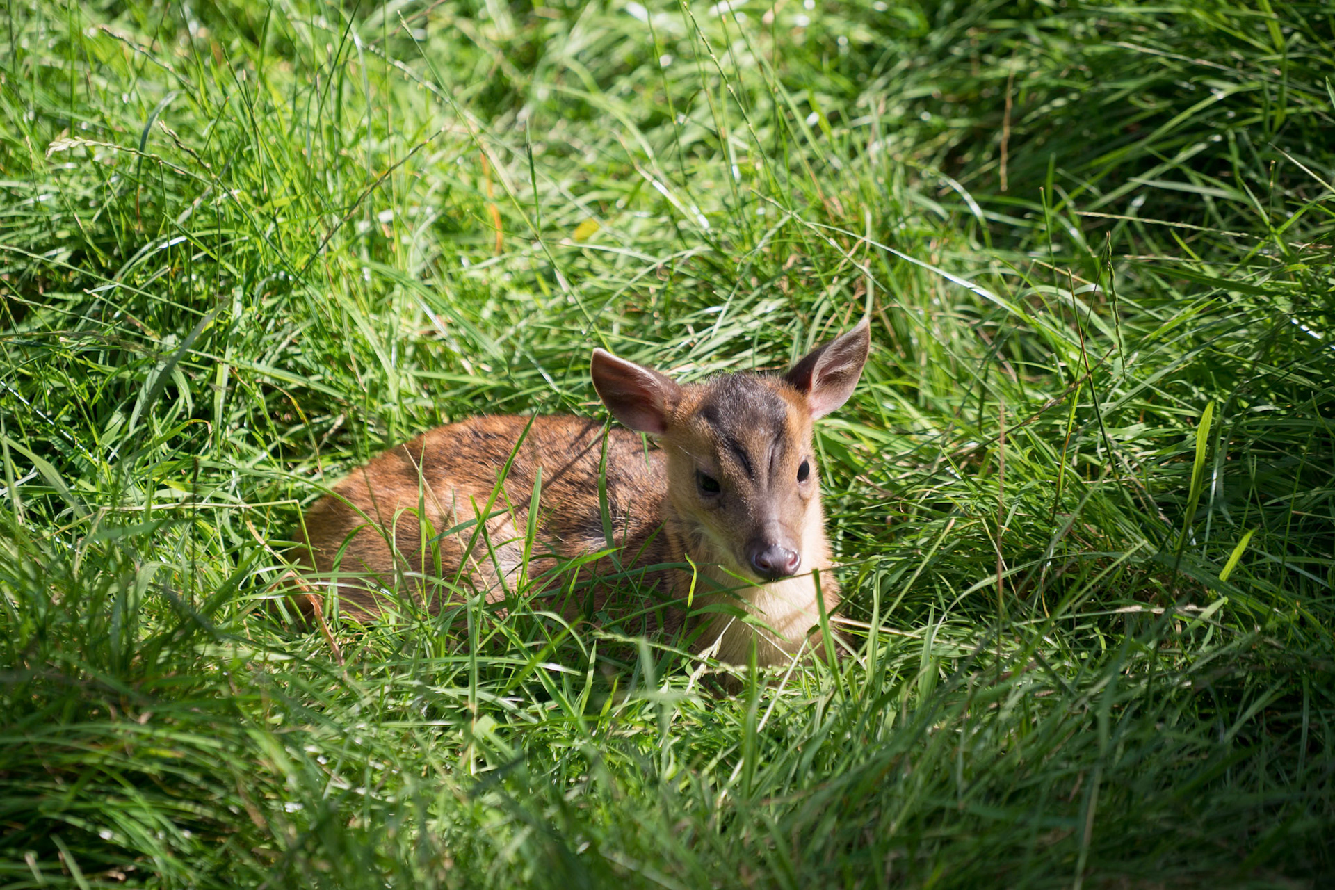 Young Muntjac Deer (Muntiacus) Sitting in the Sunshine