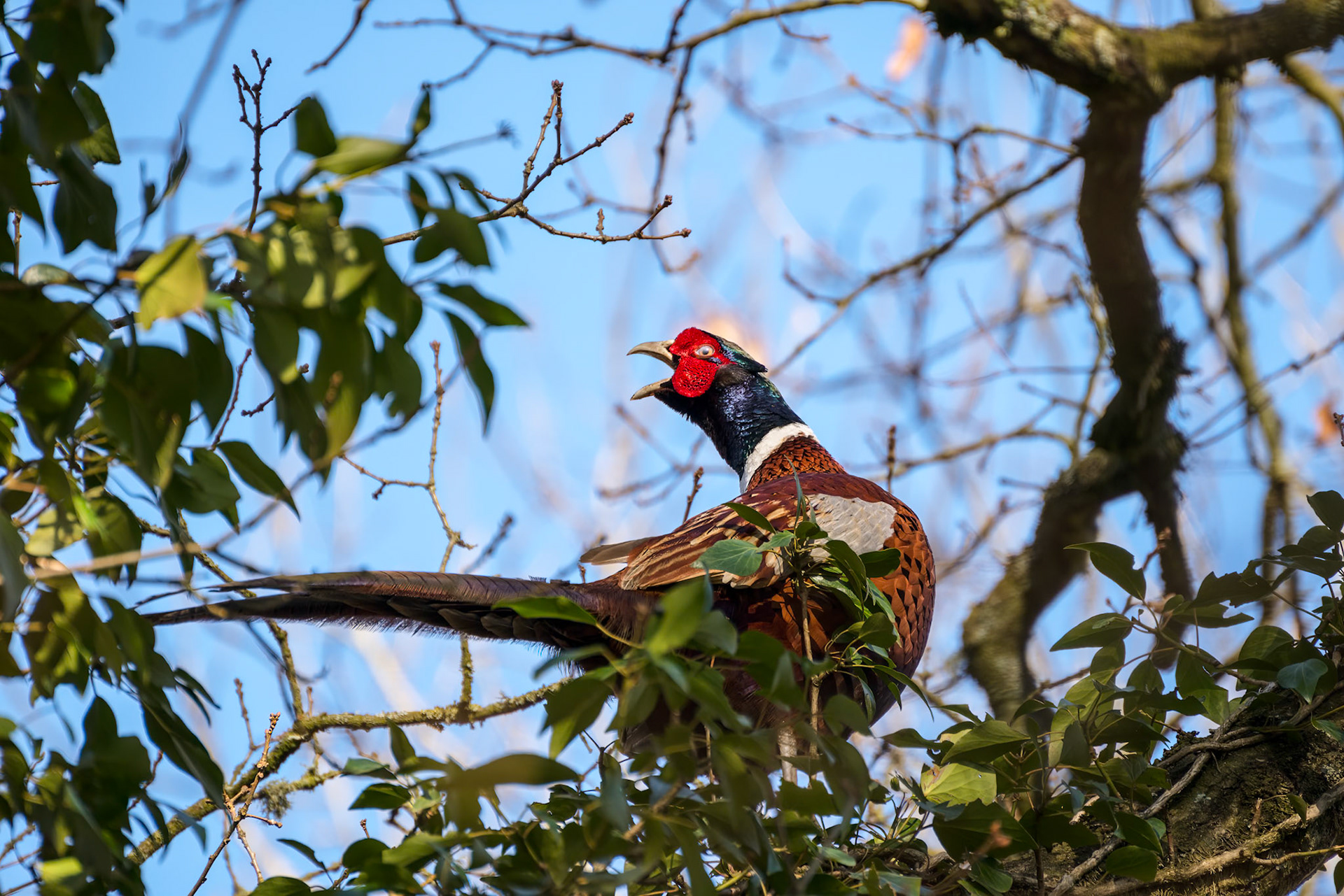 Common Pheasant (phasianus colchicus) resting in an Oak tree in wintertime