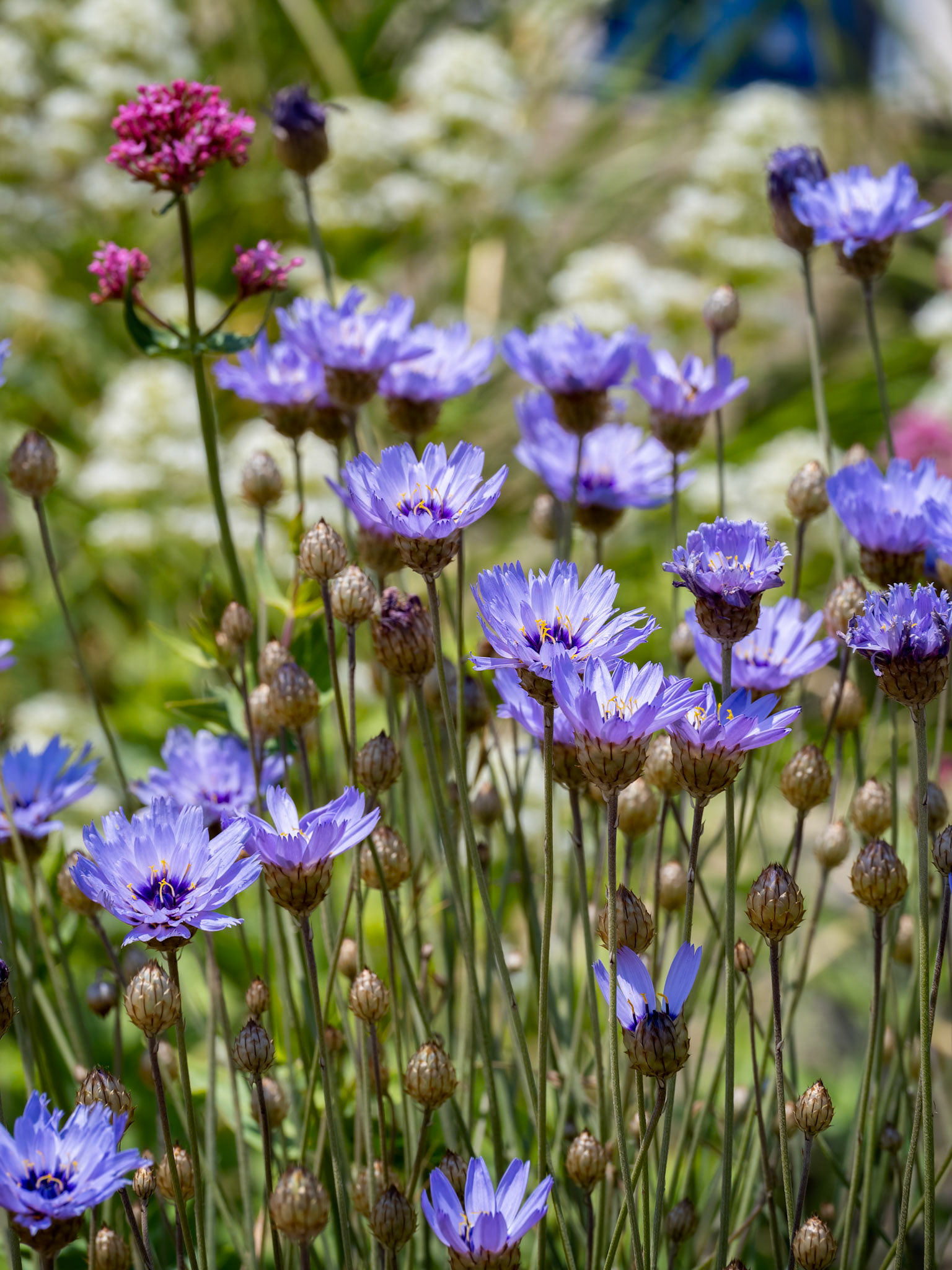Blue Cornflowers growing next to the promenade in Eastbourne