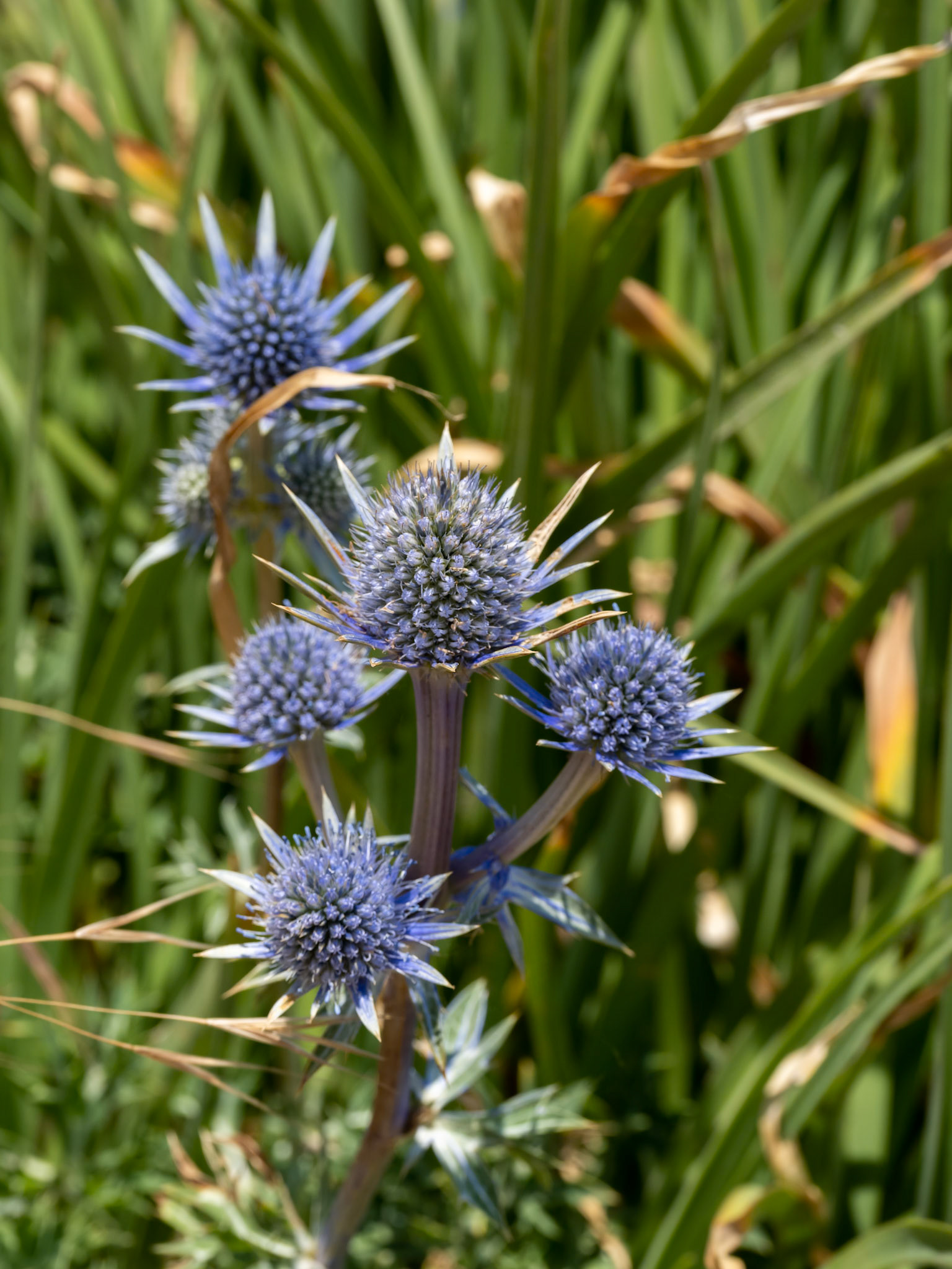 Picos Blue Sea Holly (Eryngium bourgatii ) flowering next to the promenade in Eastbourne
