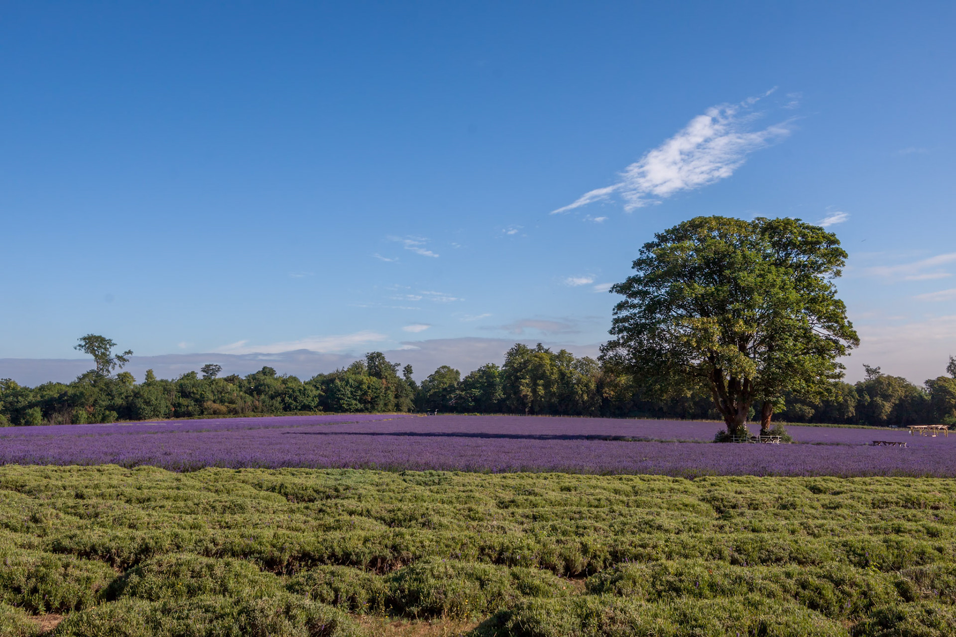 Lavender Field in Banstead Surrey