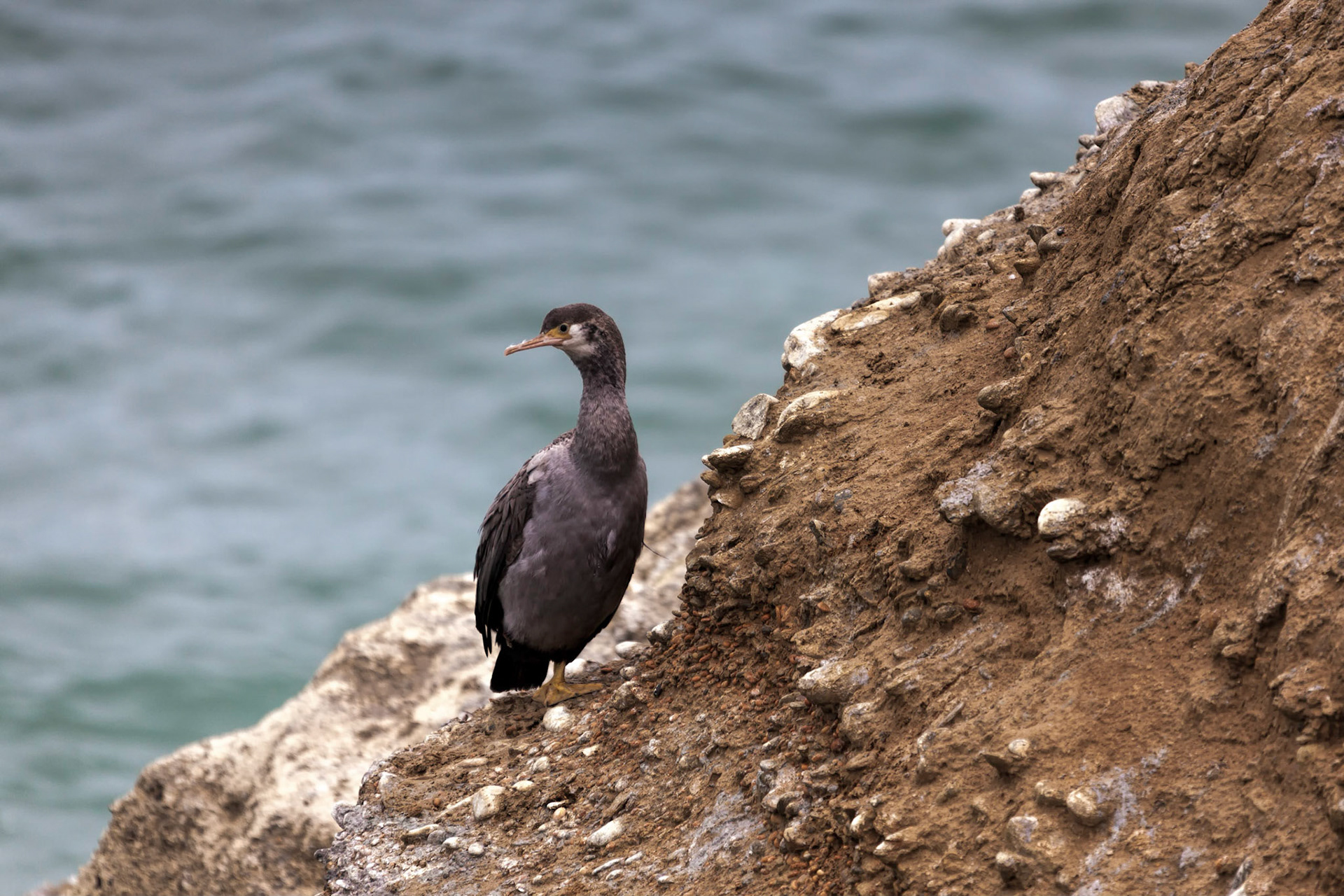 Spotted Shag (Phalacrocorax punctatus)