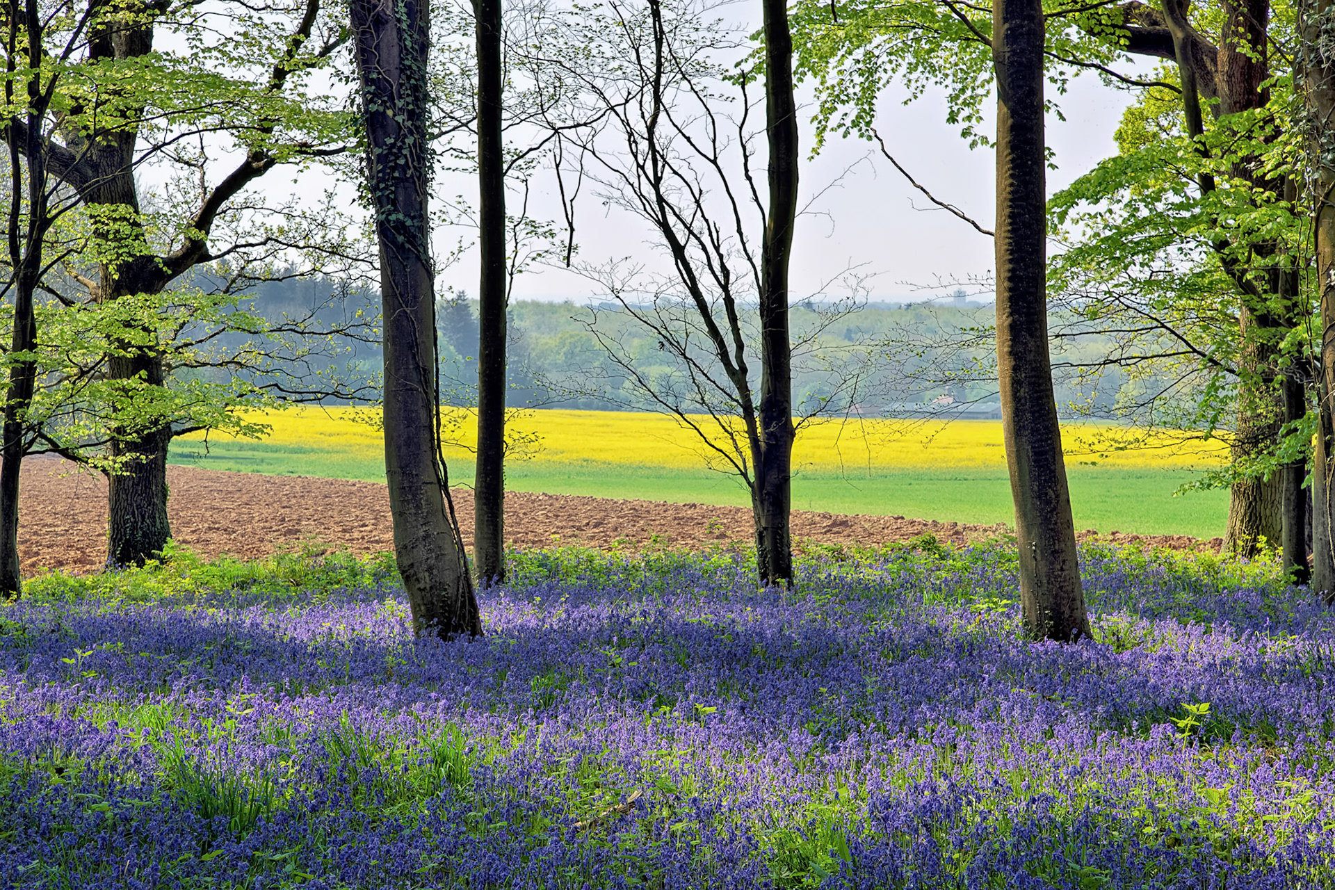 Bluebells in Wepham Woods