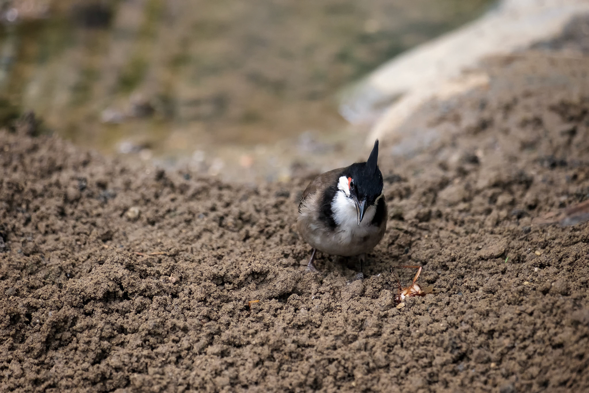 Red-Whiskered Bulbul (Pycnonotus jocosus) looking at a dead insect