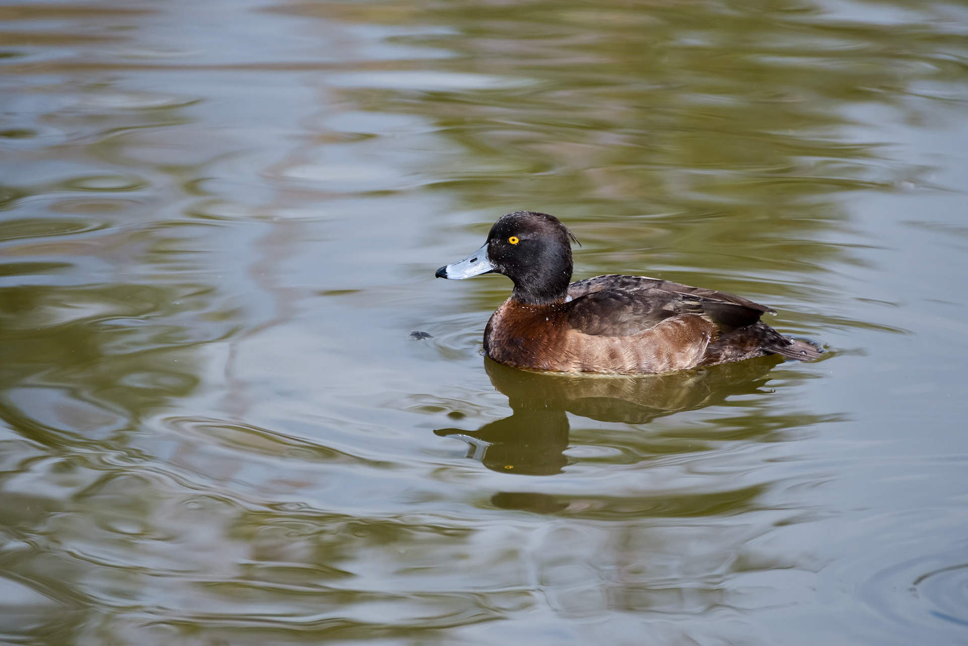Tufted Duck (aythya fuligula)