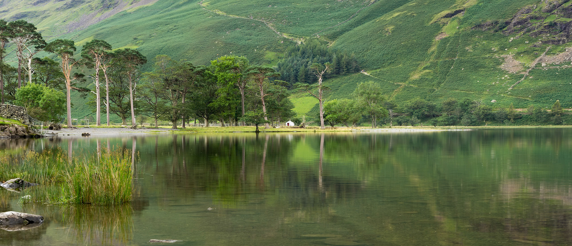 View of the pine trees at Buttermere