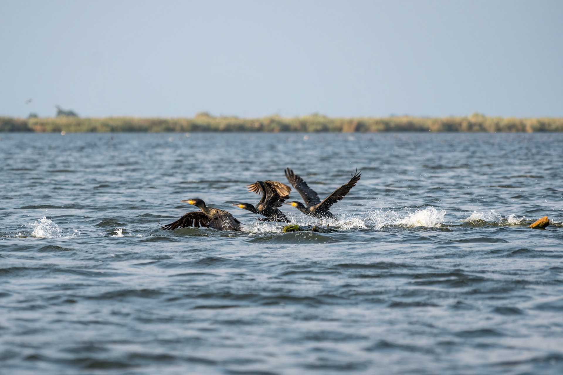 Great Cormorants (phalacrocorax carbo) in the Danube Delta