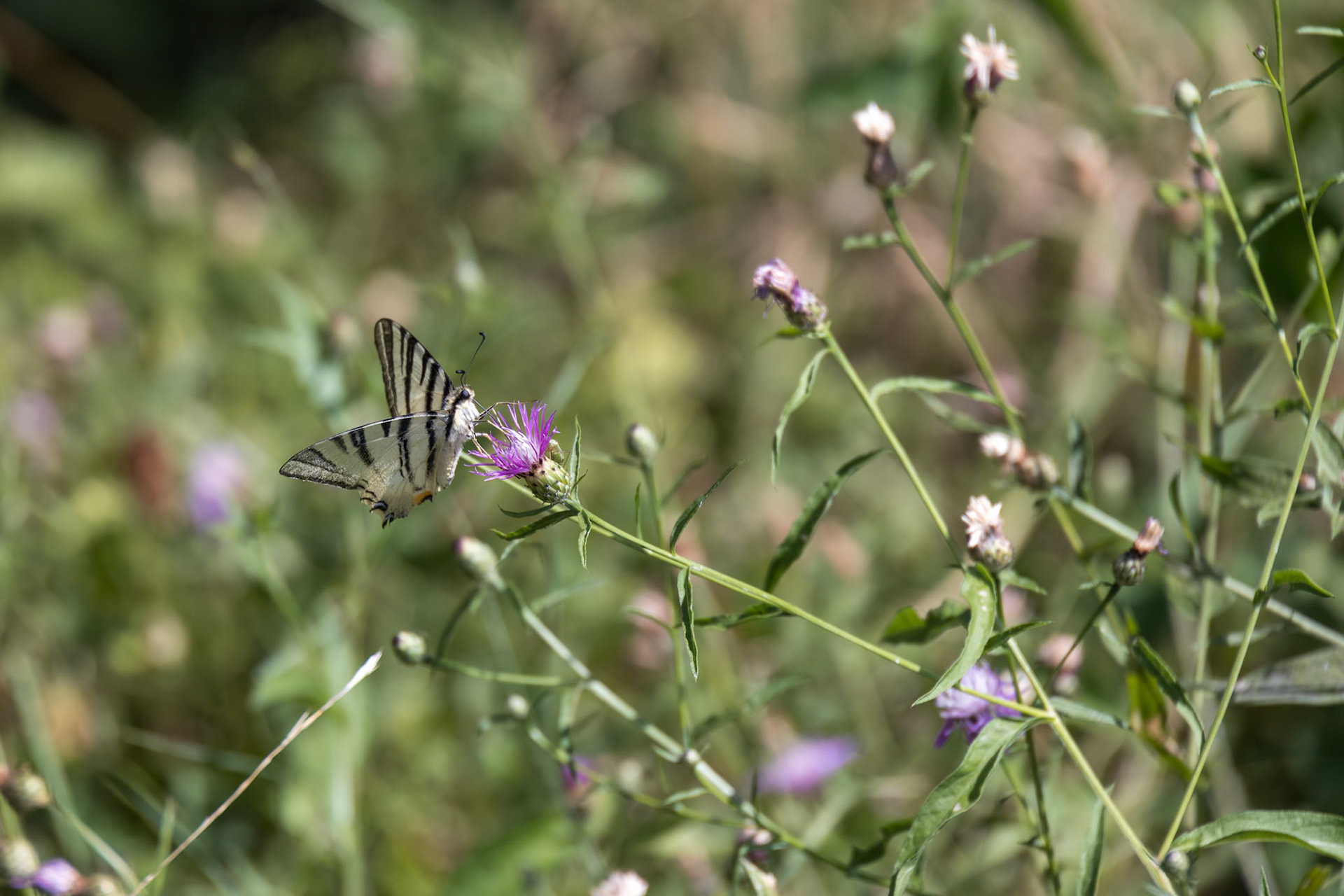 Swallowtail butterfly feeding on a flower at Torre de' Roveri in Italy