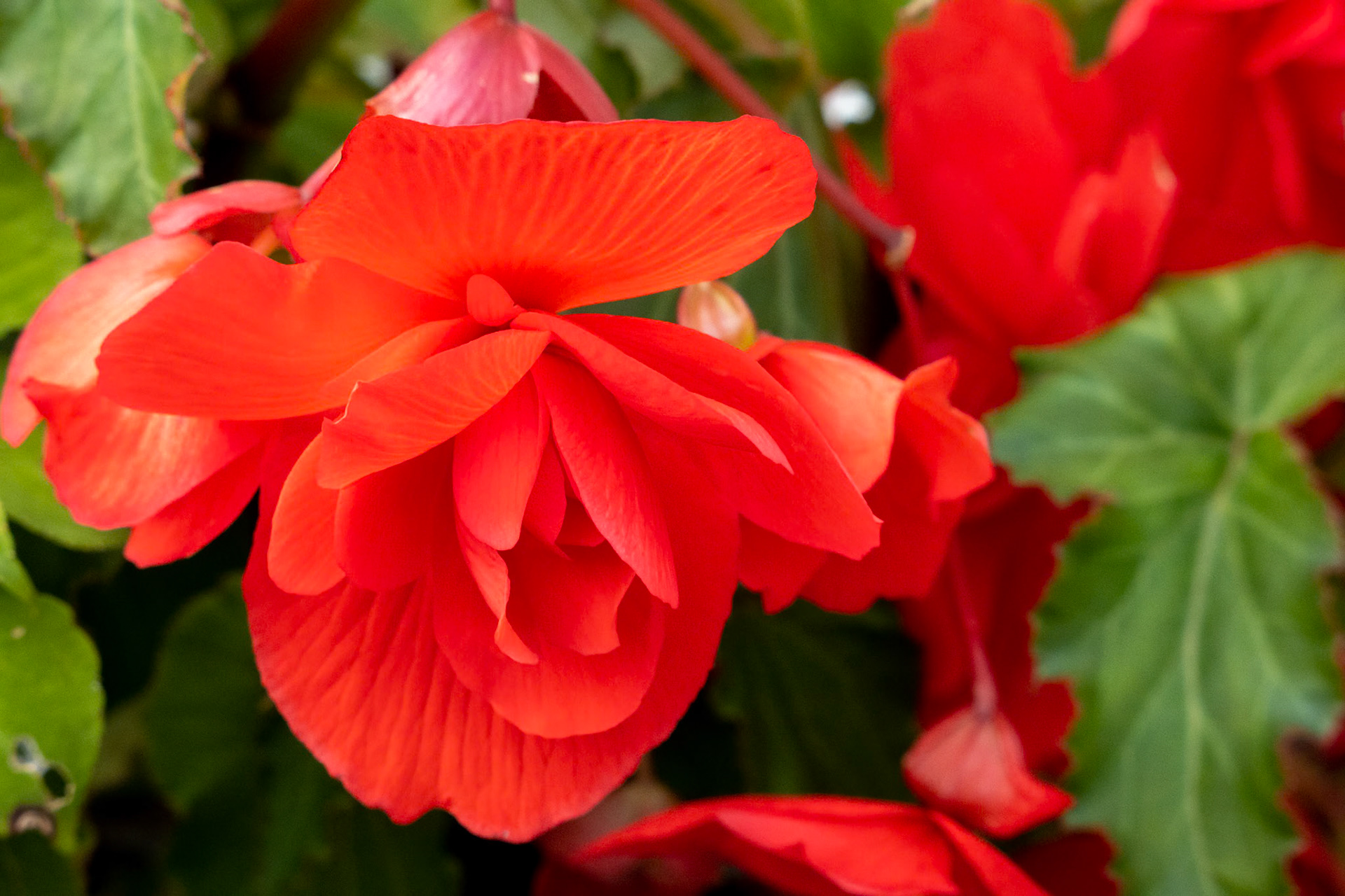 Red Begonia (Begonia evansiana andrews) growing in a garden in Berrynarbor