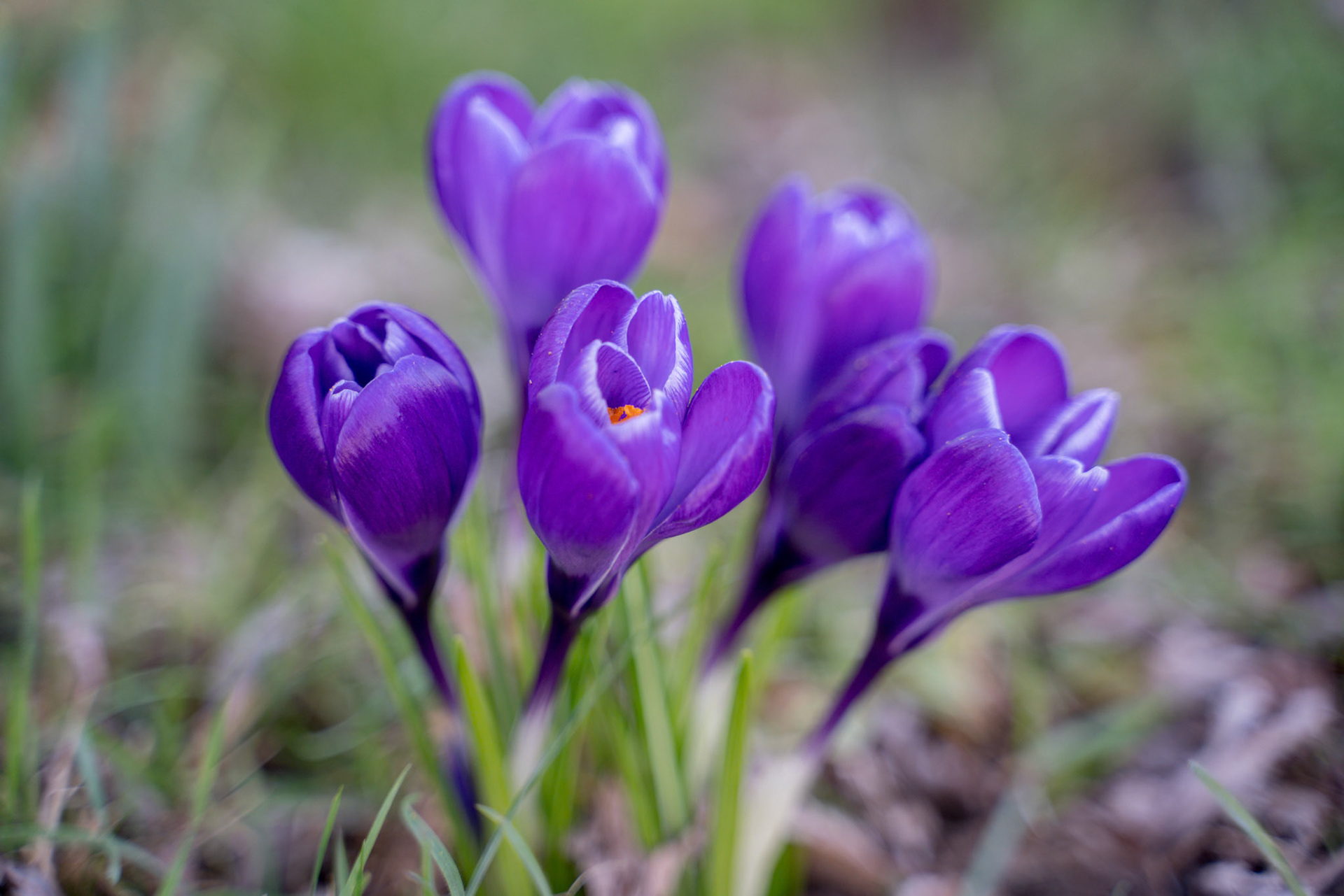 Crocuses Flowering in East Grinstead