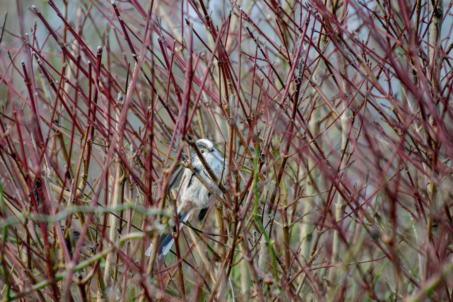 Long Tailed Tit watching from the thicket