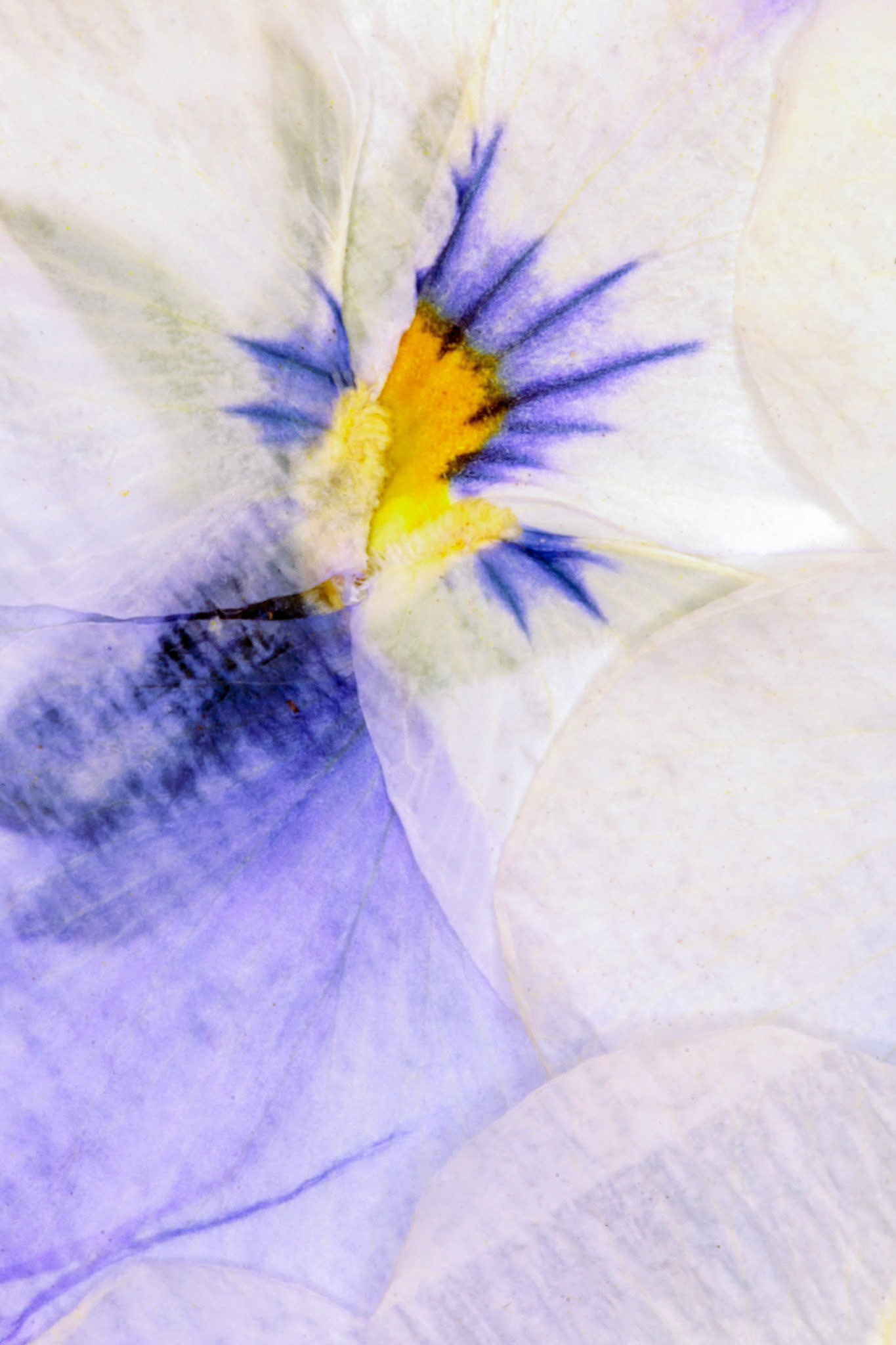 Pressed Flowers Abstract