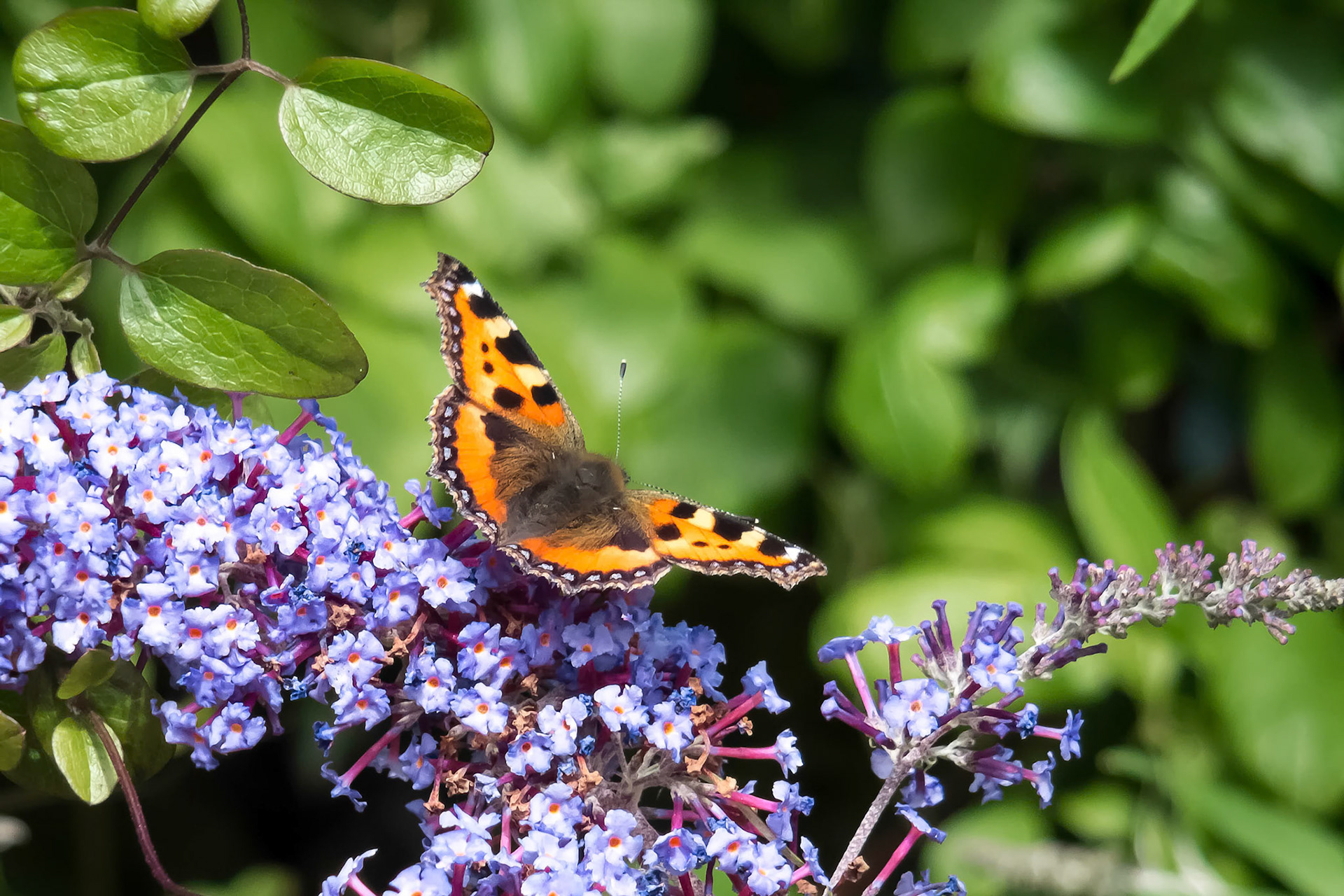 Small Tortoiseshell (Aglais urticae) Feeding on a Buddleia