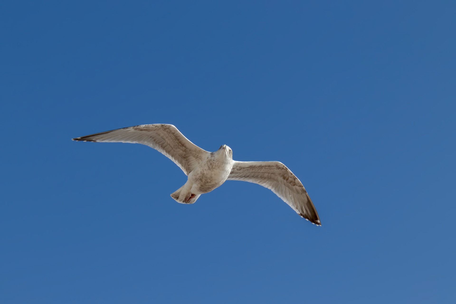 Common Gull (Larus canus) in flight at Worthing