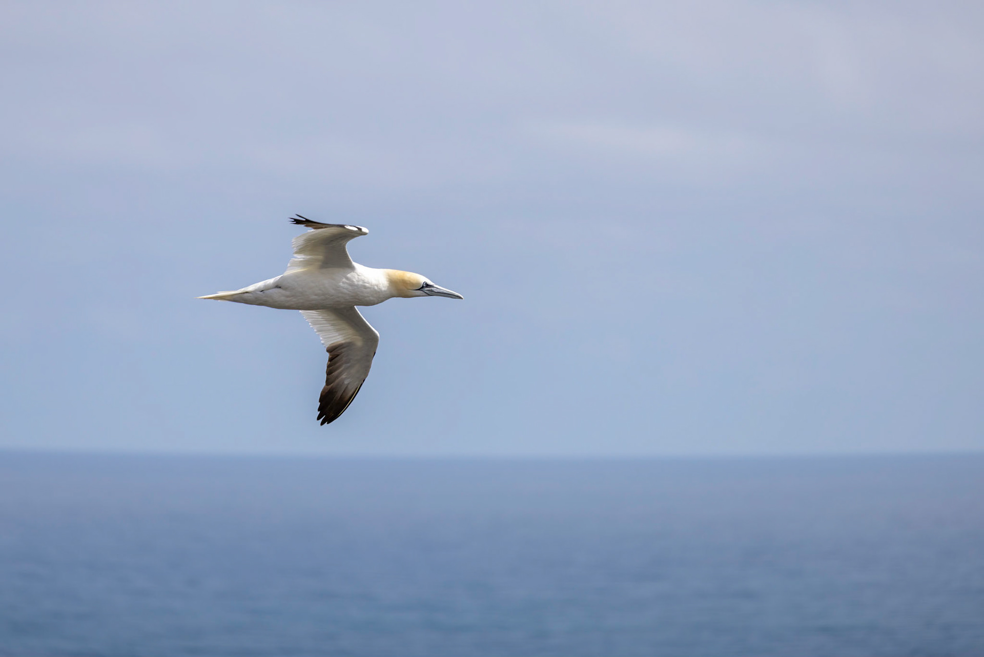 Gannets, Morus bassanus, in flight at Bempton Cliffs in Yorkshire