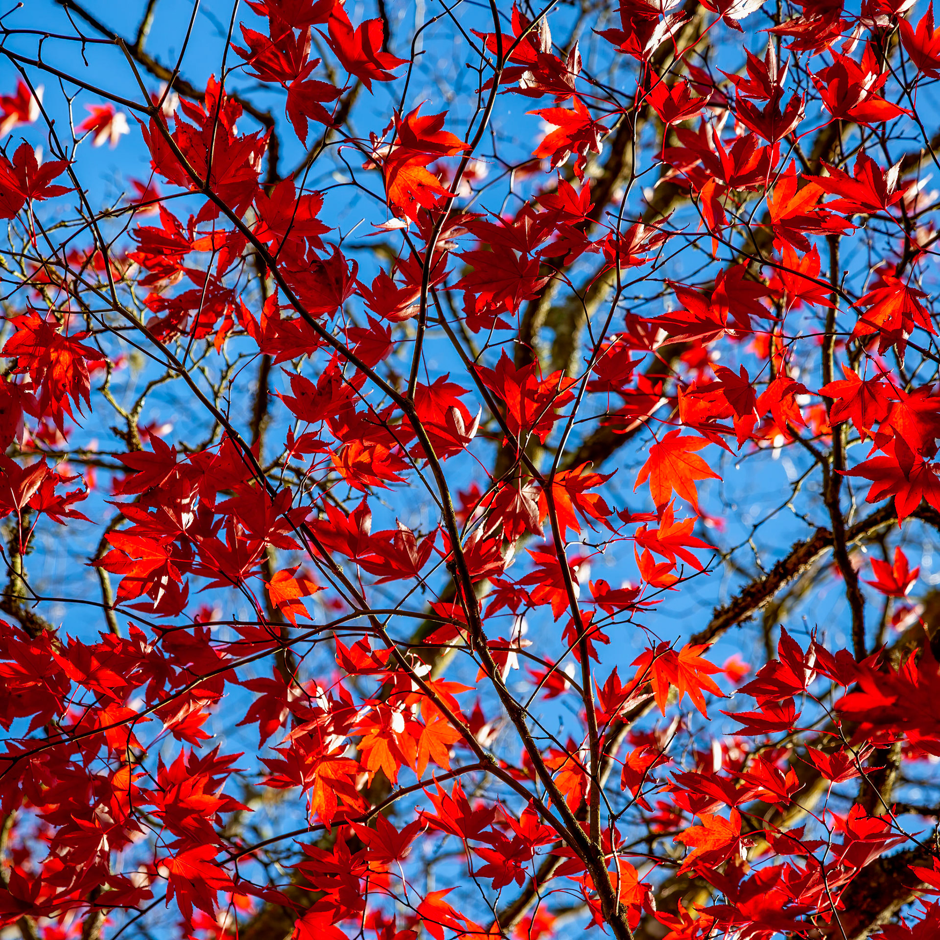 Bright red Acer leaves in the autumn sunshine